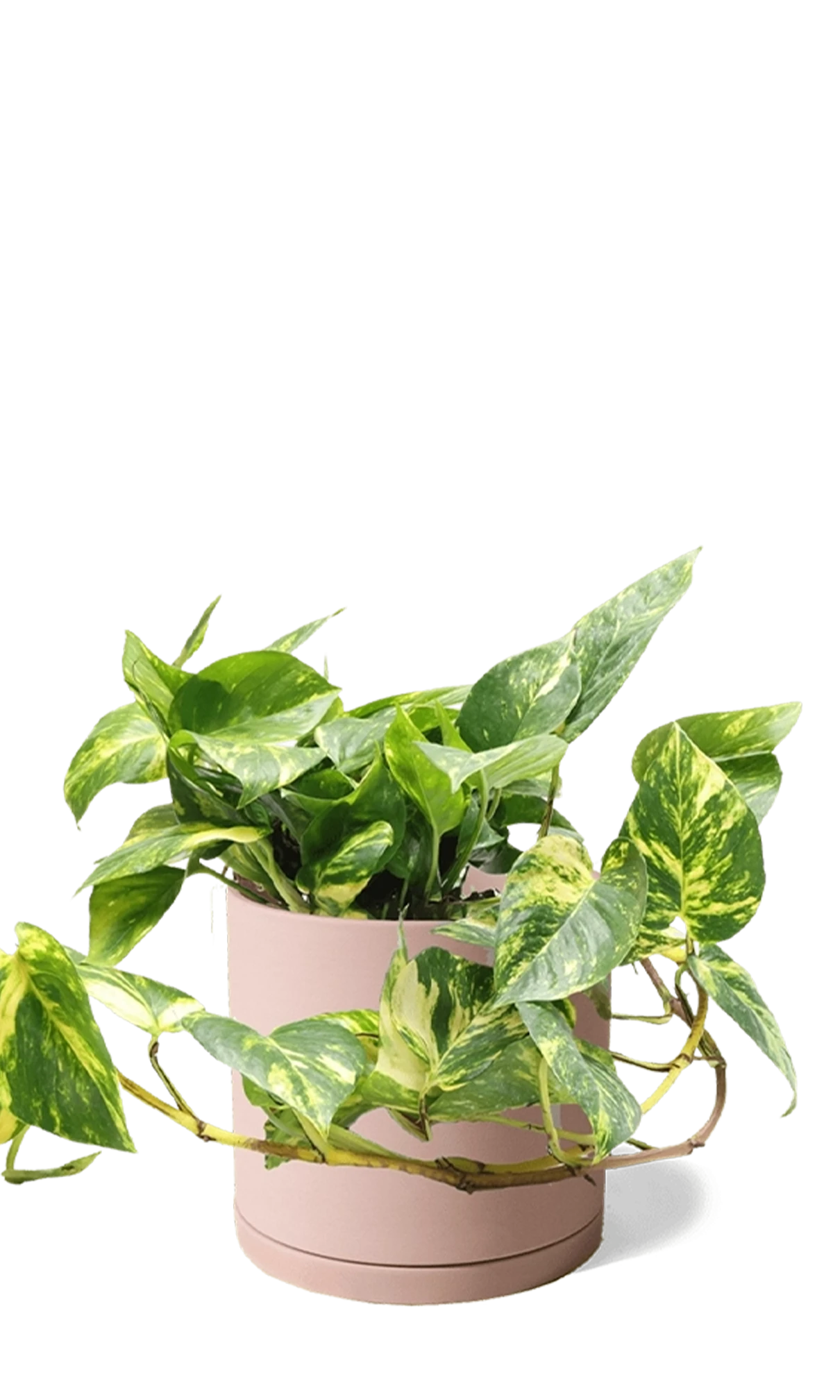 Chive Dojo large clay terracotta matte porcelain pot with drainage and saucer styled with a trailing pothos.