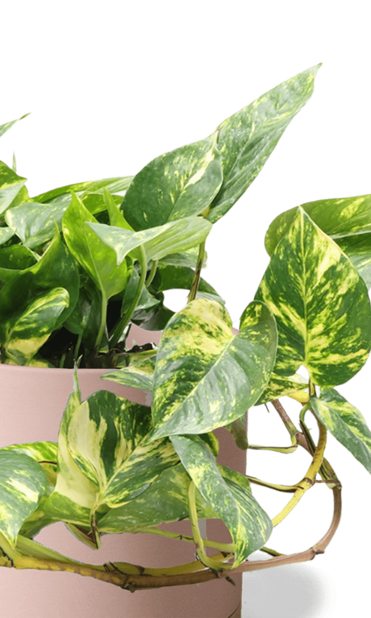 Close-up of the Chive Dojo large clay terracotta matte porcelain pot showing the color and matte finish, holding a pothos.