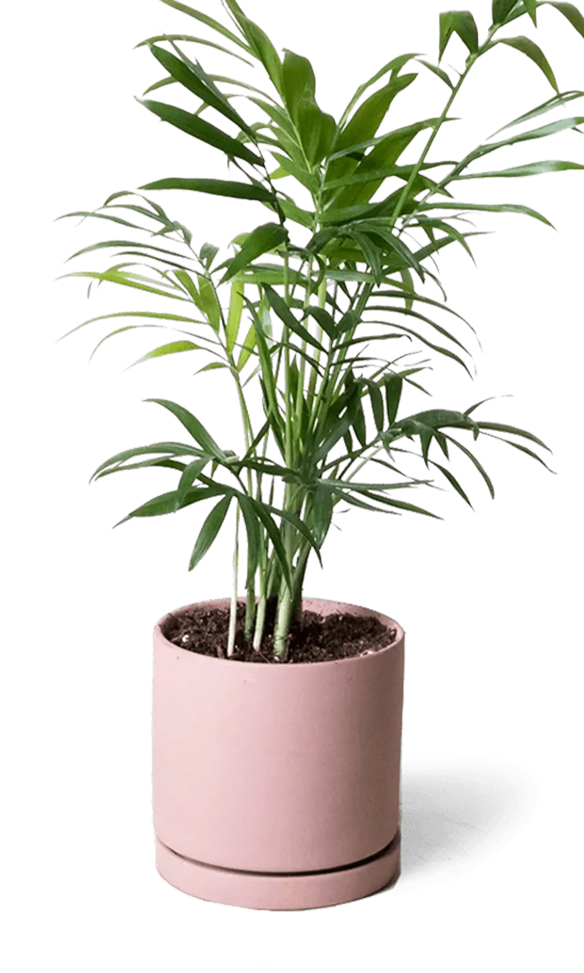 Chive Dojo clay terracotta matte ceramic small planter with saucer holding a parlour palm.