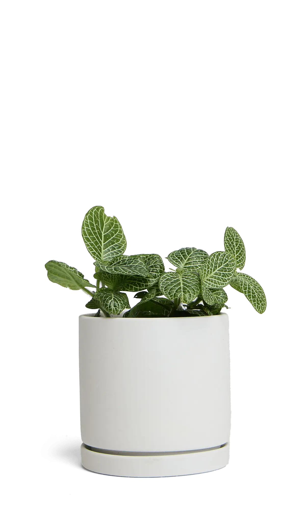 Chive Dojo large light grey matte porcelain pot with drainage and saucer styled with a fittonia.