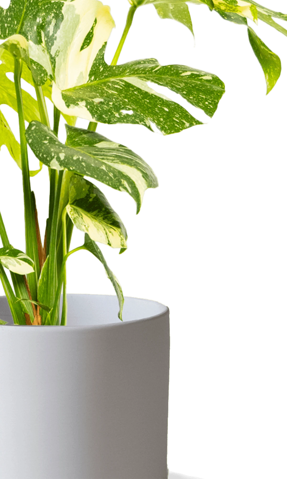 Close-up of the Chive Dojo large light grey matte porcelain pot showing the color and matte finish, holding a monstera.