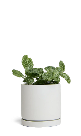 Chive Dojo ceramic planter in light grey with a matte finish, matching saucer, and a fittonia plant.