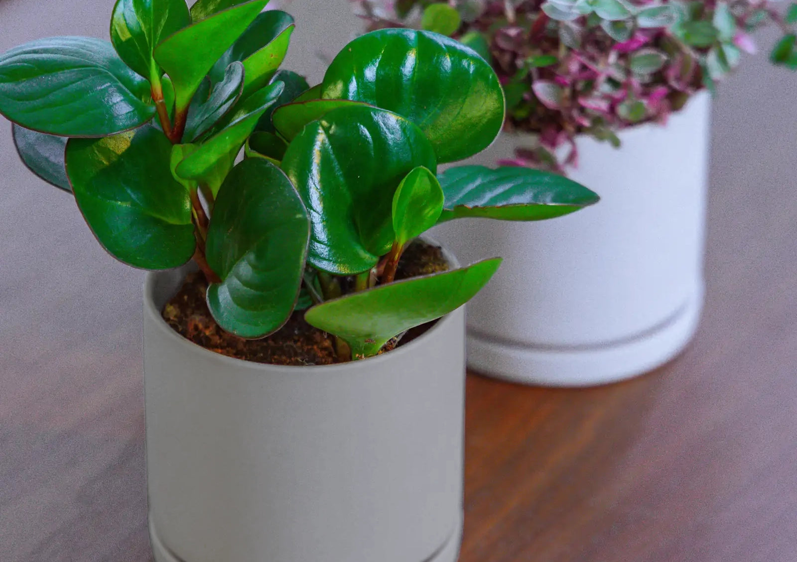 Chive Dojo medium planters in light grey and white, styled with a peperomia and tradescantia on a wood surface.