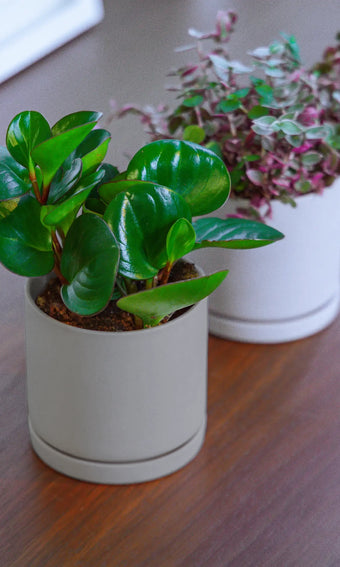 Chive Dojo medium planters in light grey and white, styled with a peperomia and tradescantia on a wood surface.