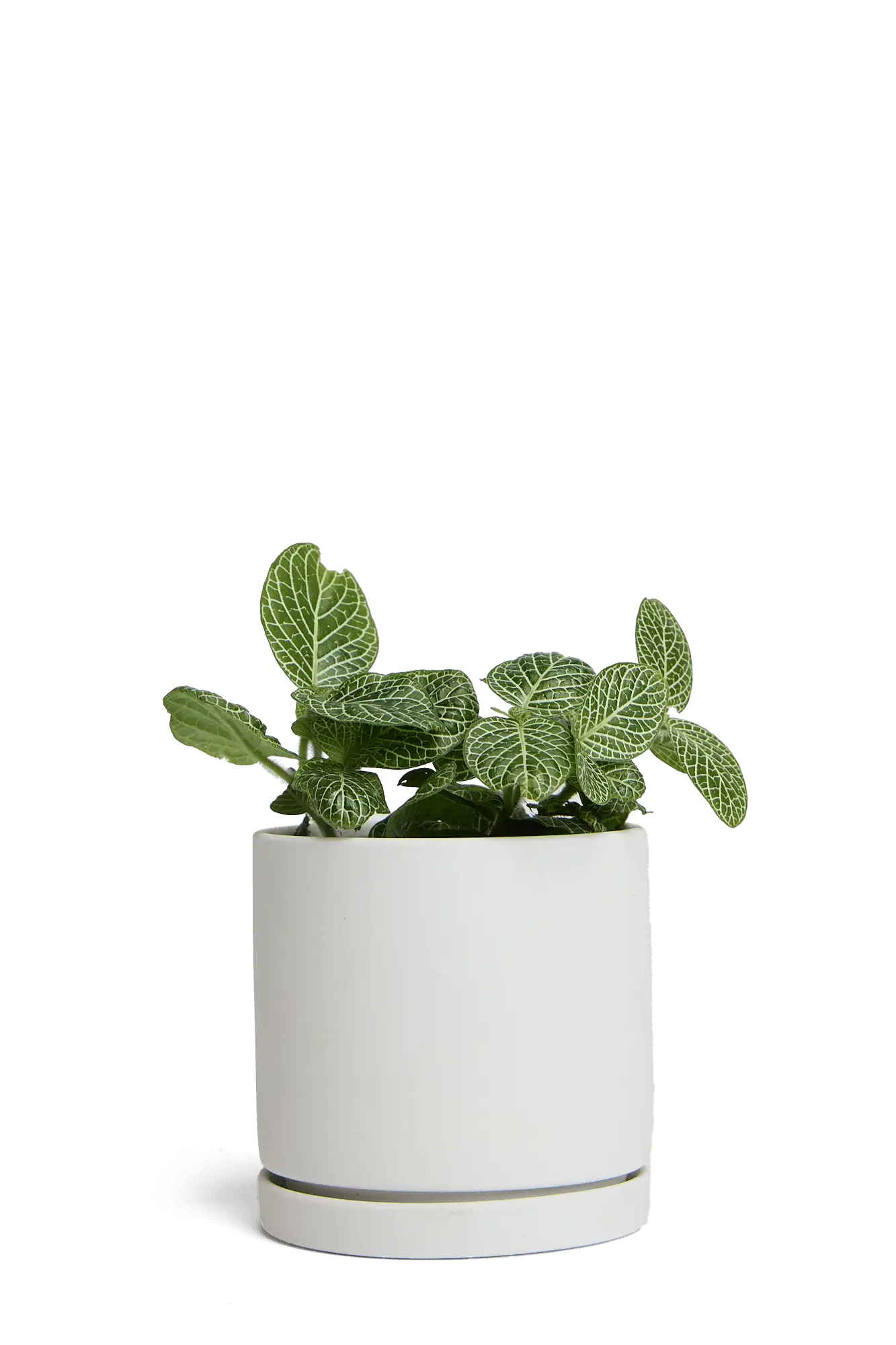 Chive Dojo ceramic planter in light grey with a matte finish, matching saucer, and a fittonia plant.