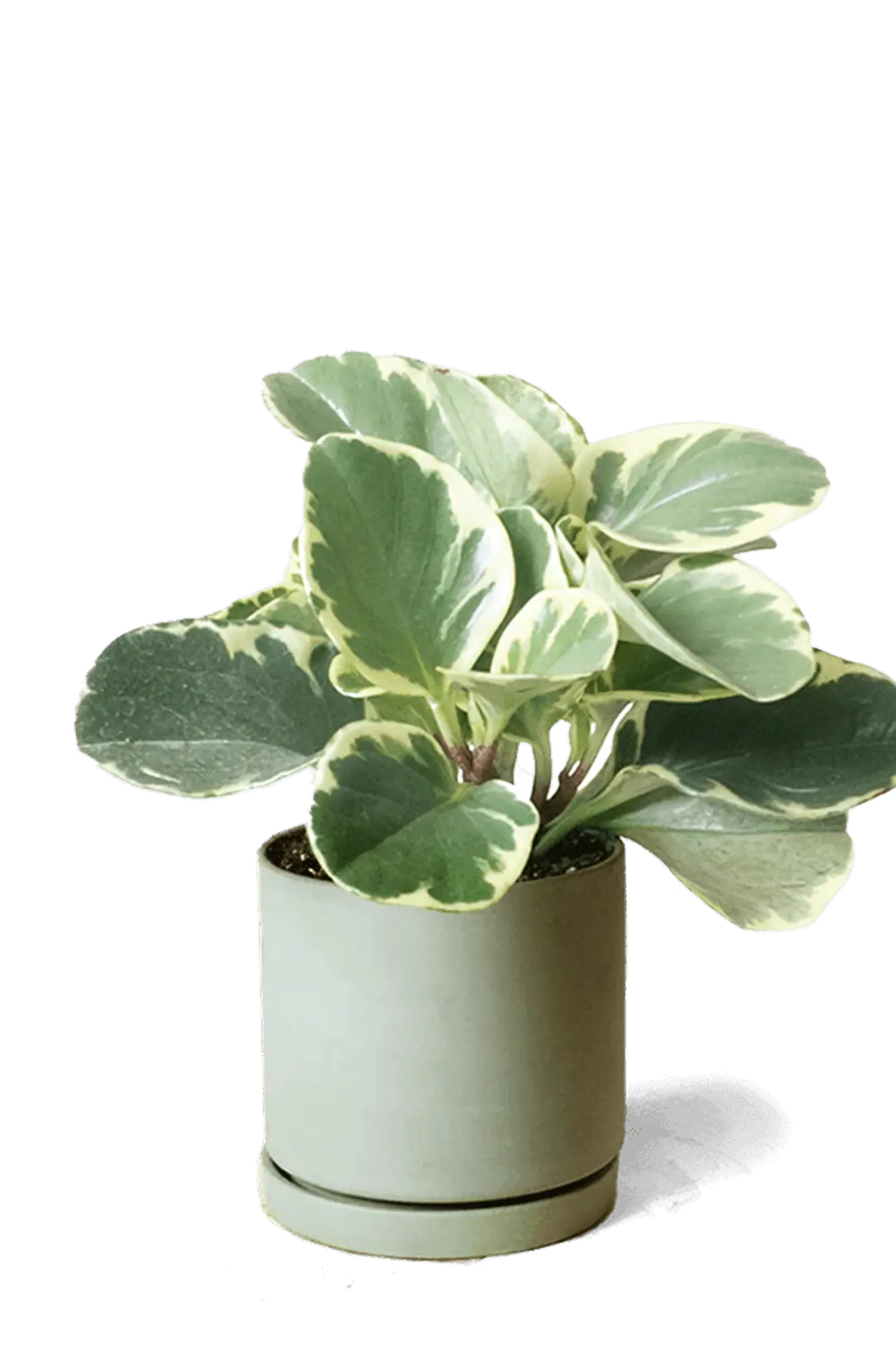 Chive Dojo olive matte ceramic small planter with saucer holding a variegated peperomia.