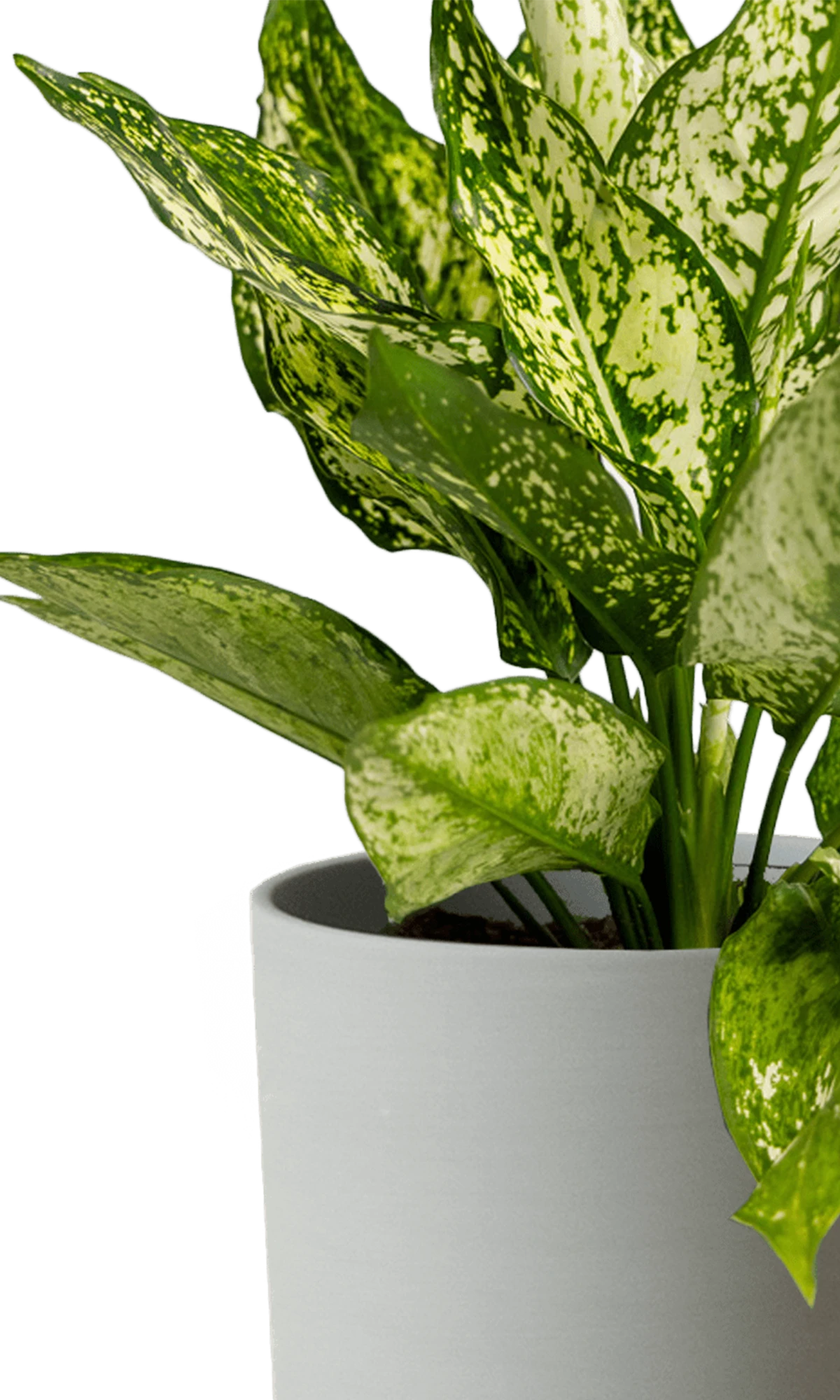 Close-up of the Chive Dojo large olive porcelain pot showing the color and matte finish, styled with a plant.