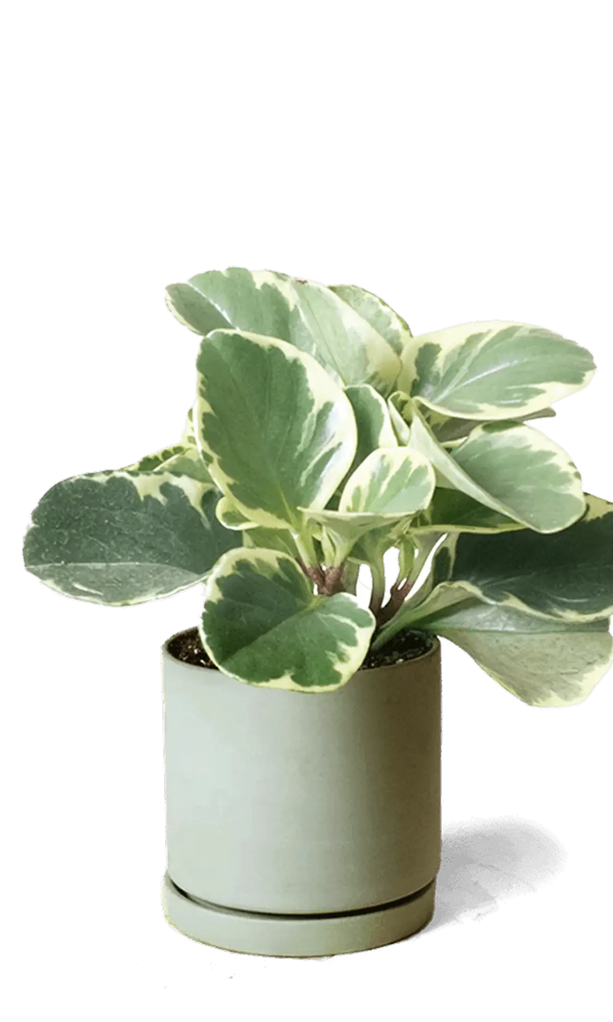 Chive Dojo olive matte ceramic small planter with saucer holding a variegated peperomia.