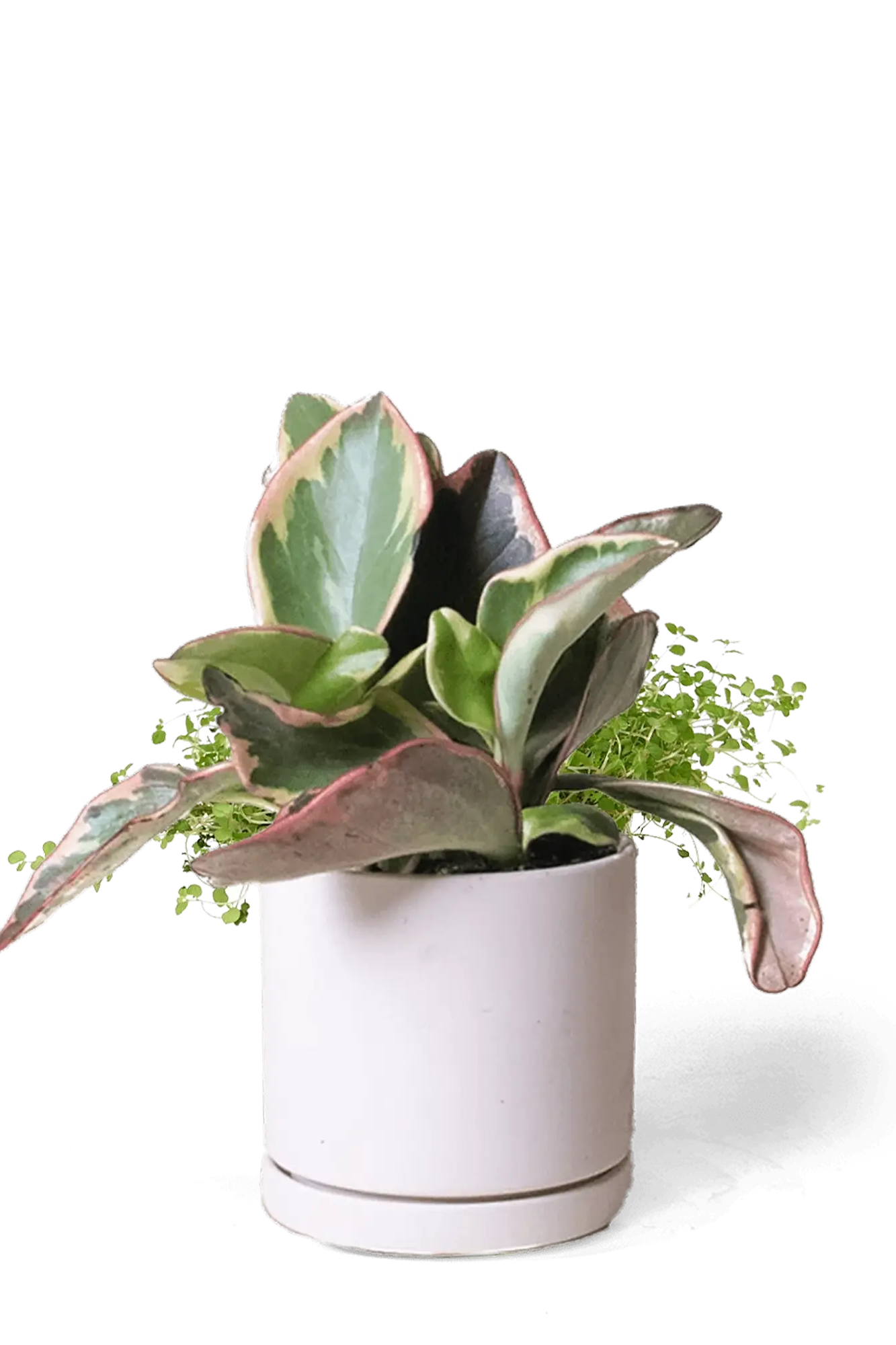 Chive Dojo pink blush matte ceramic small planter with saucer holding a variegated peperomia.
