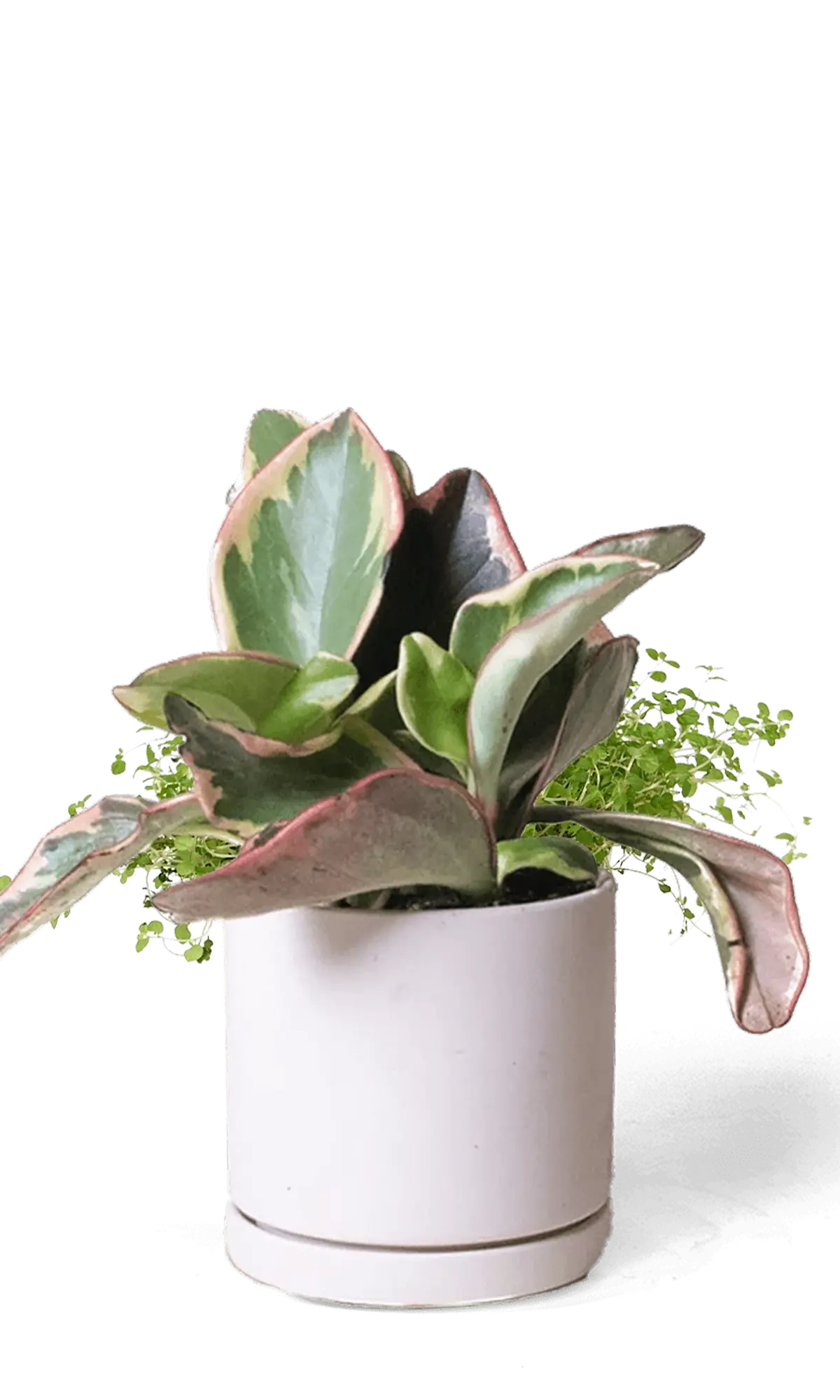Chive Dojo large pink blush matte porcelain pot with drainage and saucer styled with a plant.
