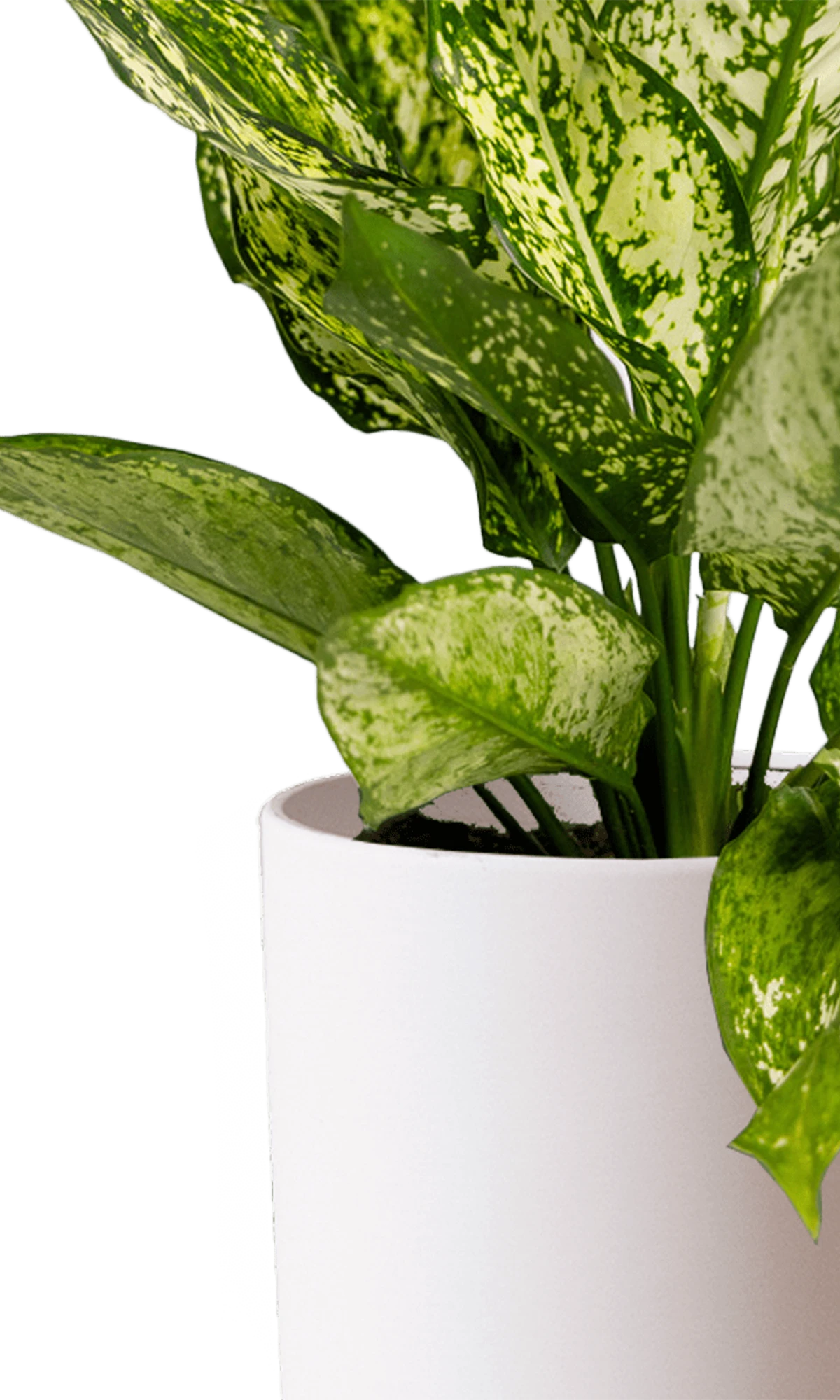 Close-up of the Chive Dojo large pink blush matte porcelain pot showing the color and matte finish, holding a plant.