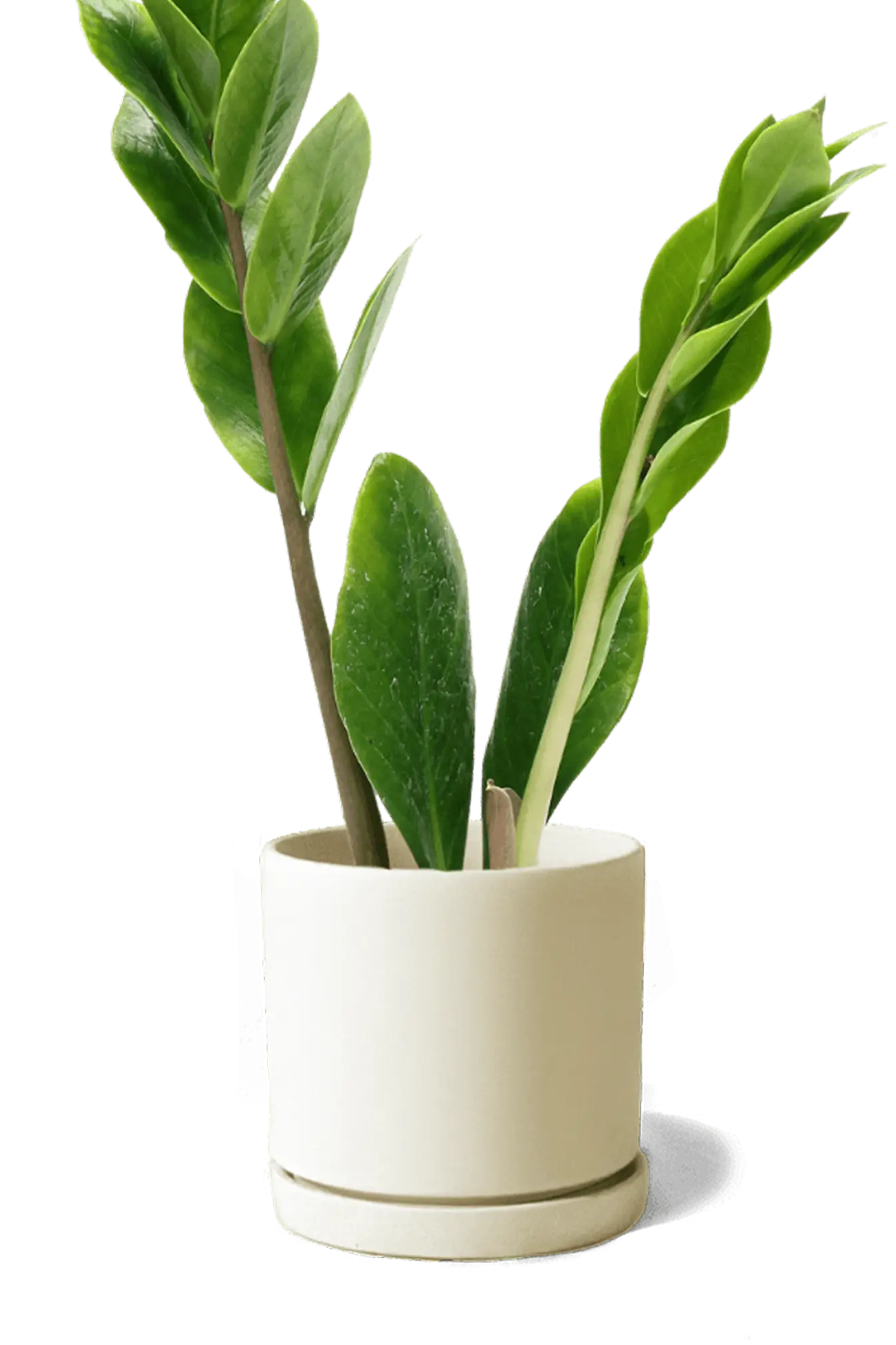 Chive Dojo sandstone matte ceramic small planter with saucer holding a ZZ plant.
