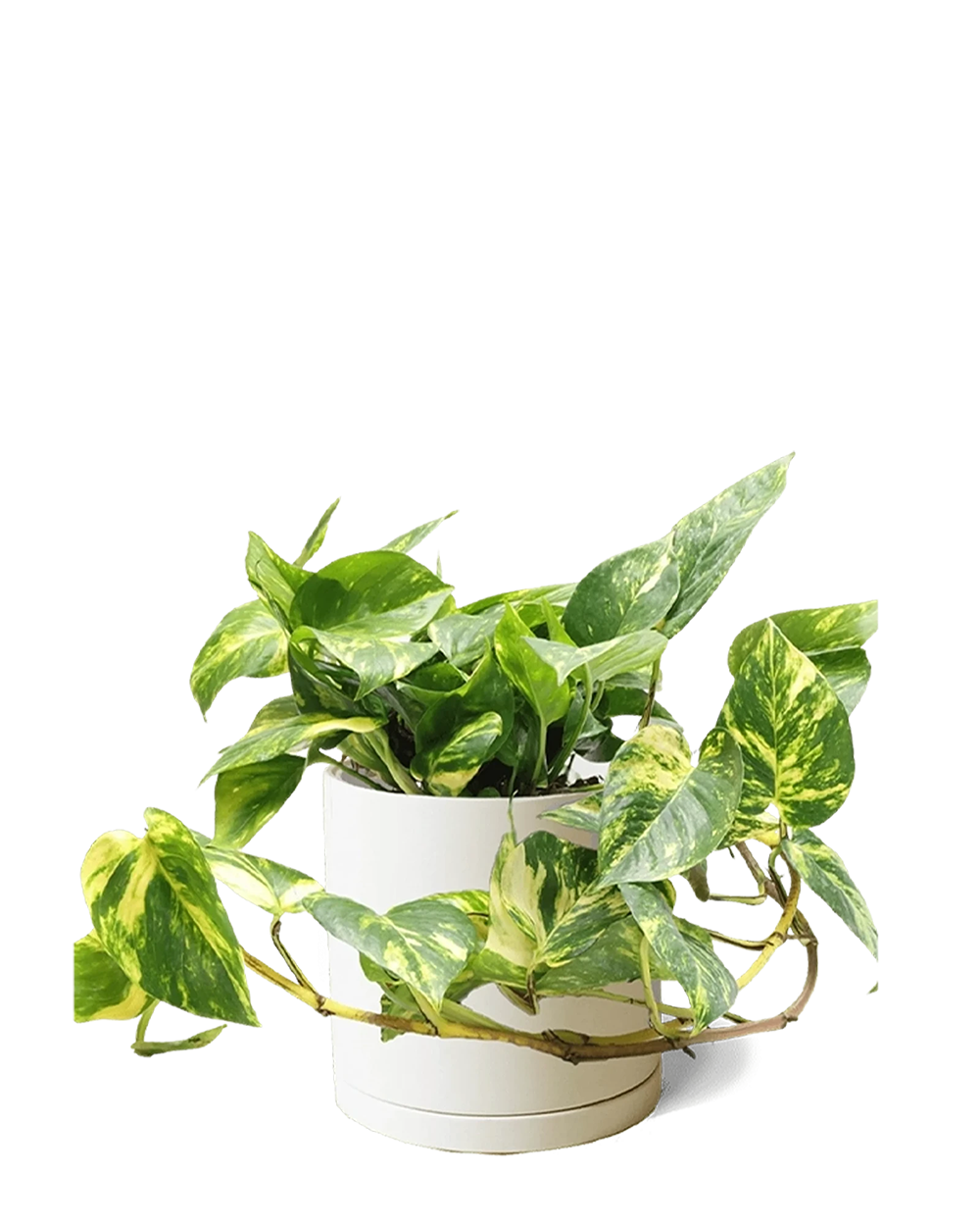 Chive Dojo large sandstone matte porcelain pot with drainage and saucer styled with a trailing pothos.