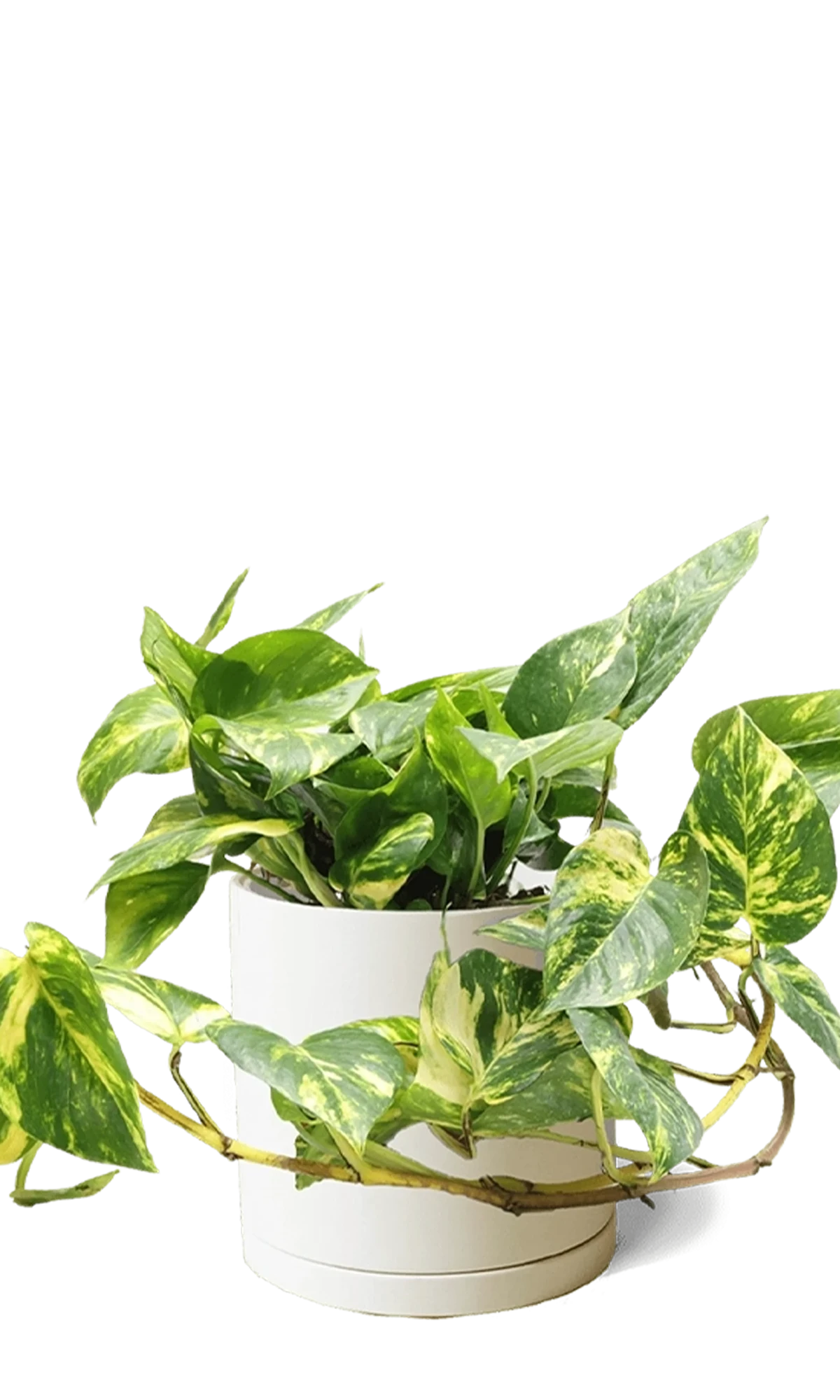 Chive Dojo large sandstone matte porcelain pot with drainage and saucer styled with a trailing pothos.
