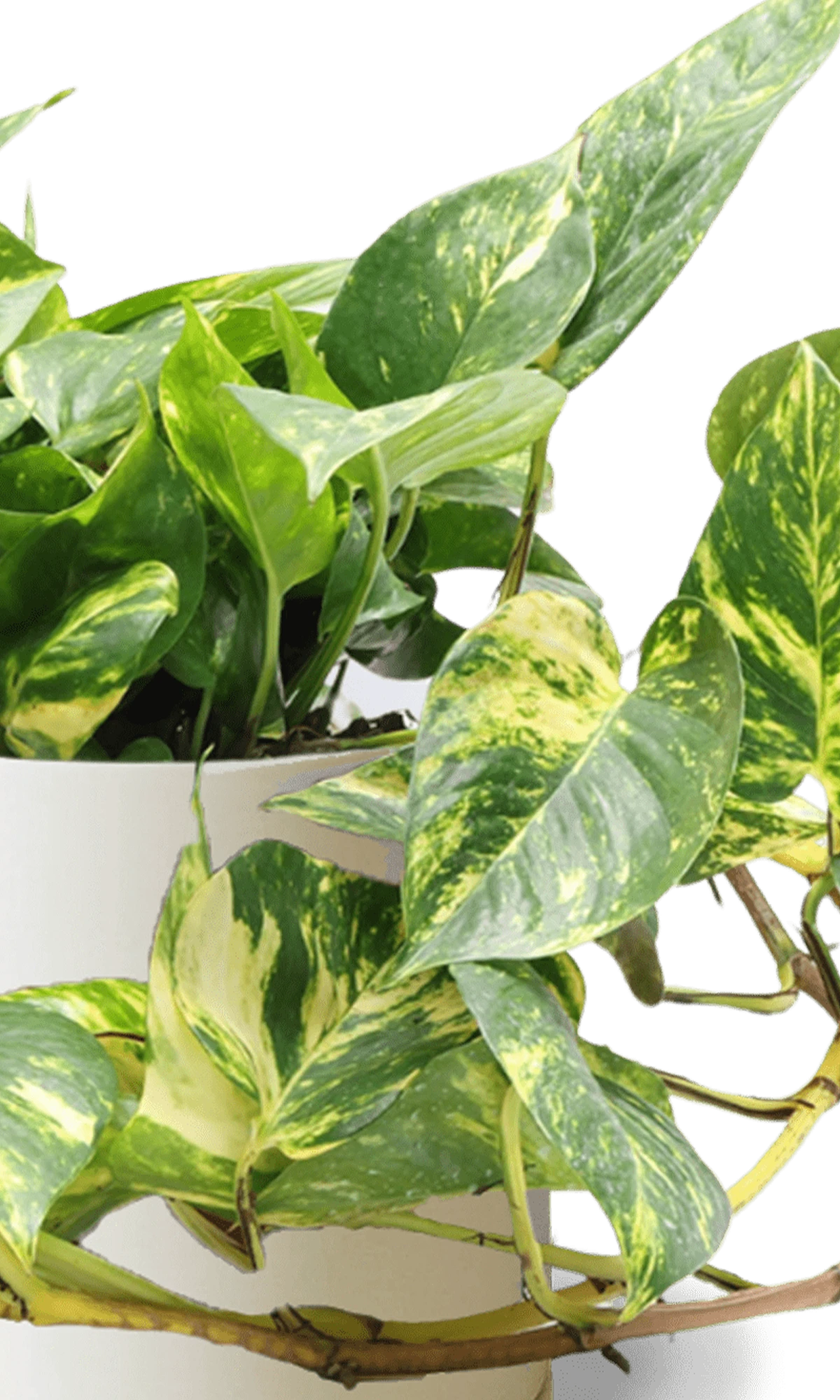 Close-up of the Chive Dojo large sandstone matte porcelain pot showing the color and matte finish, holding a pothos.
