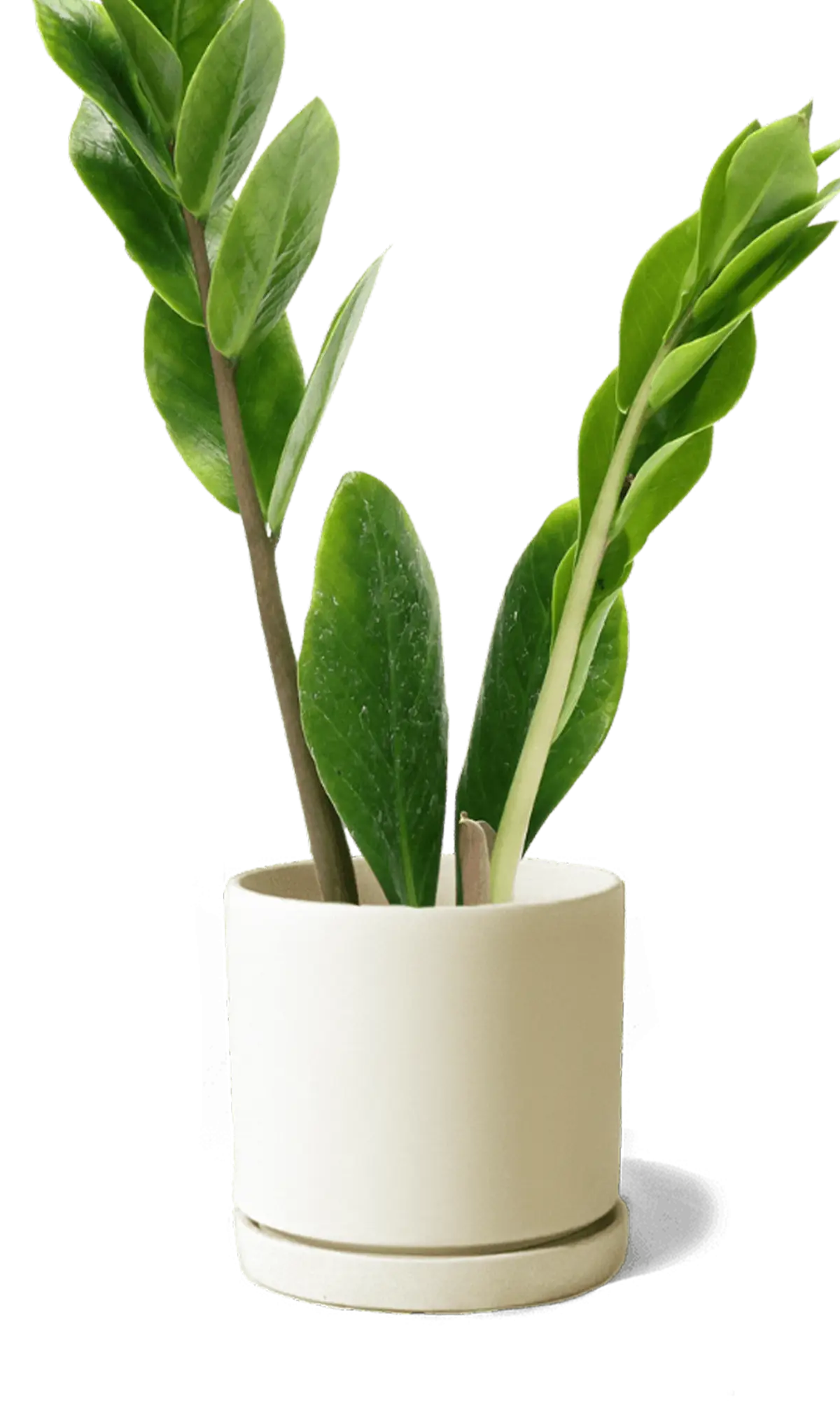 Chive Dojo sandstone matte ceramic small planter with saucer holding a ZZ plant.