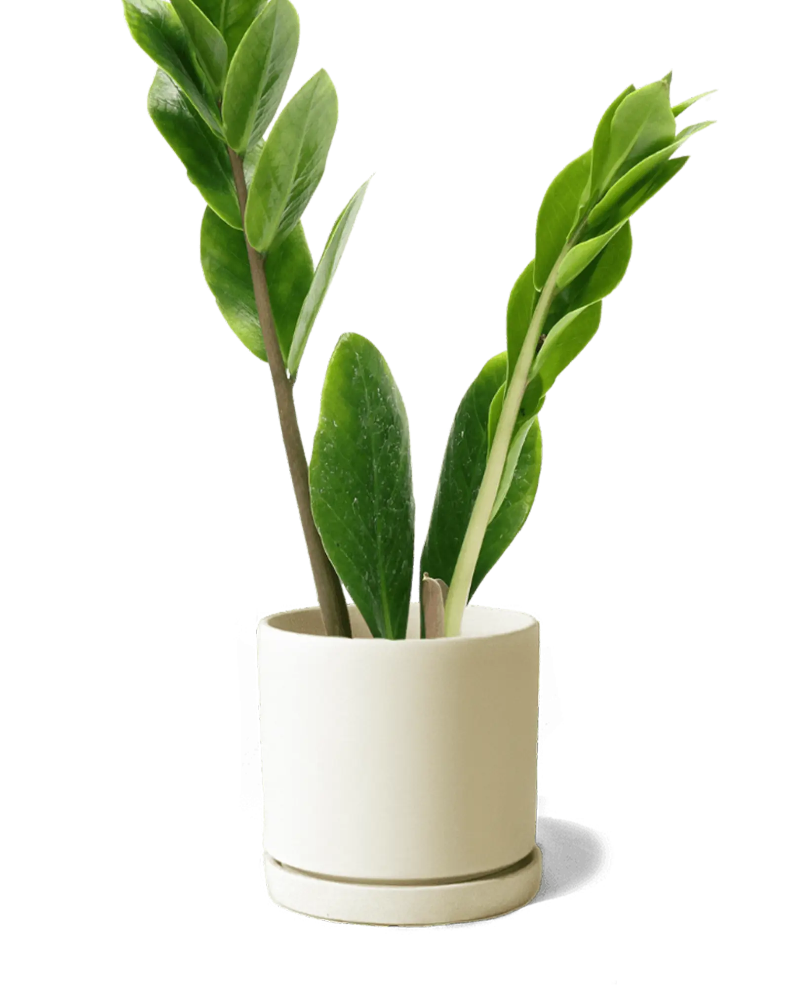Chive Dojo sandstone matte ceramic small planter with saucer holding a ZZ plant.
