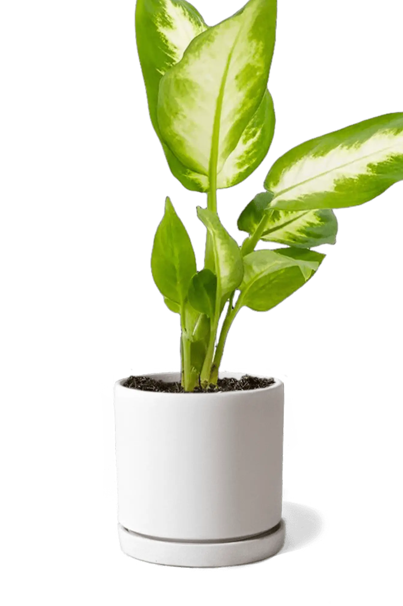 Chive Dojo white matte ceramic small planter with saucer holding a variegated dieffenbachia.