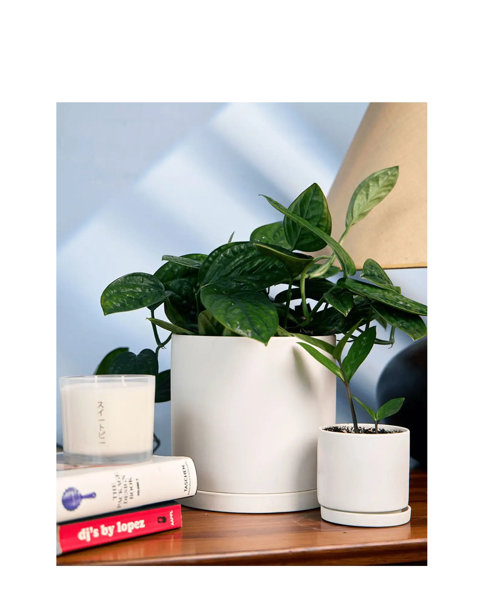 Chive Dojo white matte ceramic planters in medium and small holding pothos on a wooden sideboard.