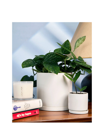 Chive Dojo white matte ceramic planters in medium and small holding pothos on a wooden sideboard.