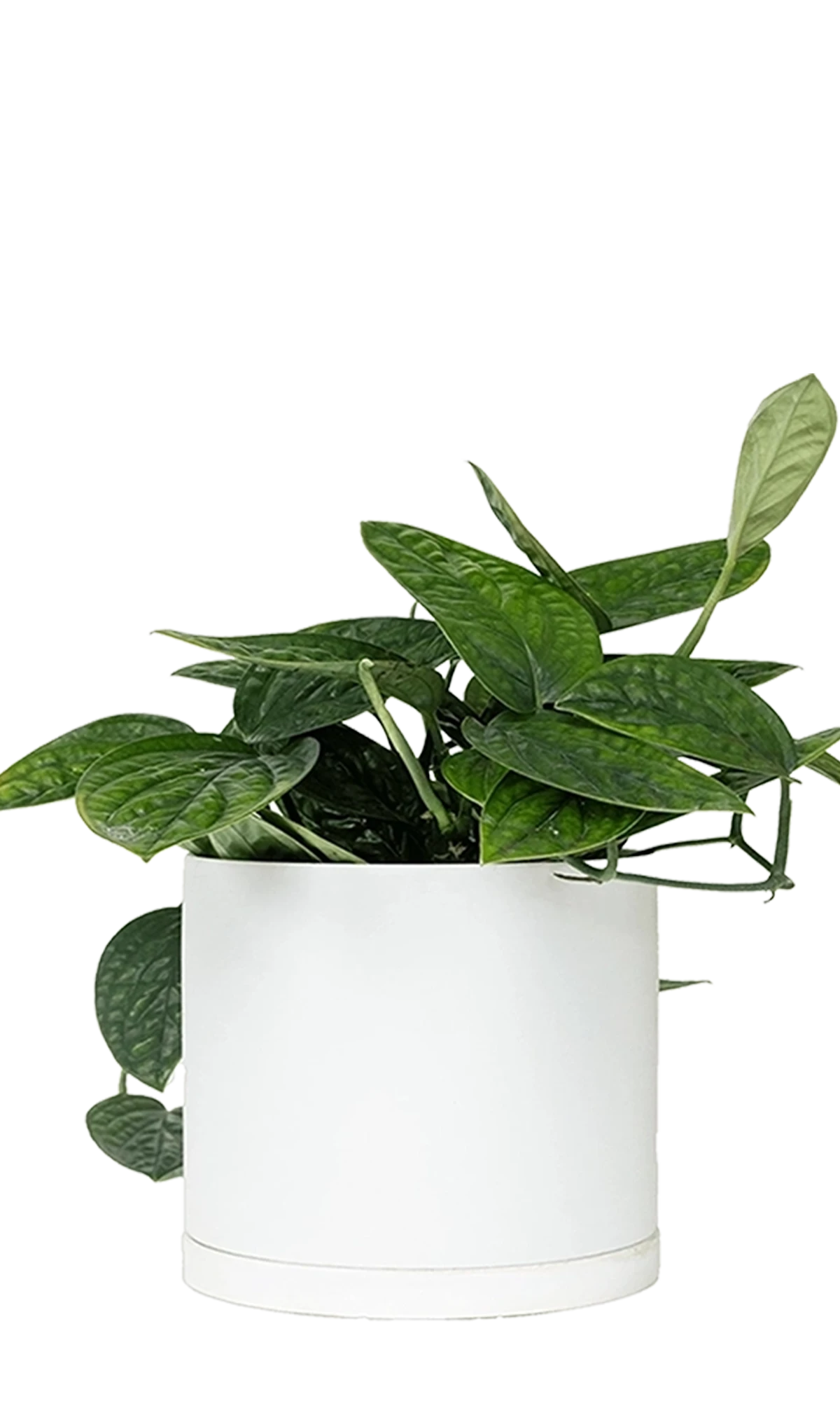 Chive Dojo large white matte porcelain pot with drainage and saucer styled with a plant.
