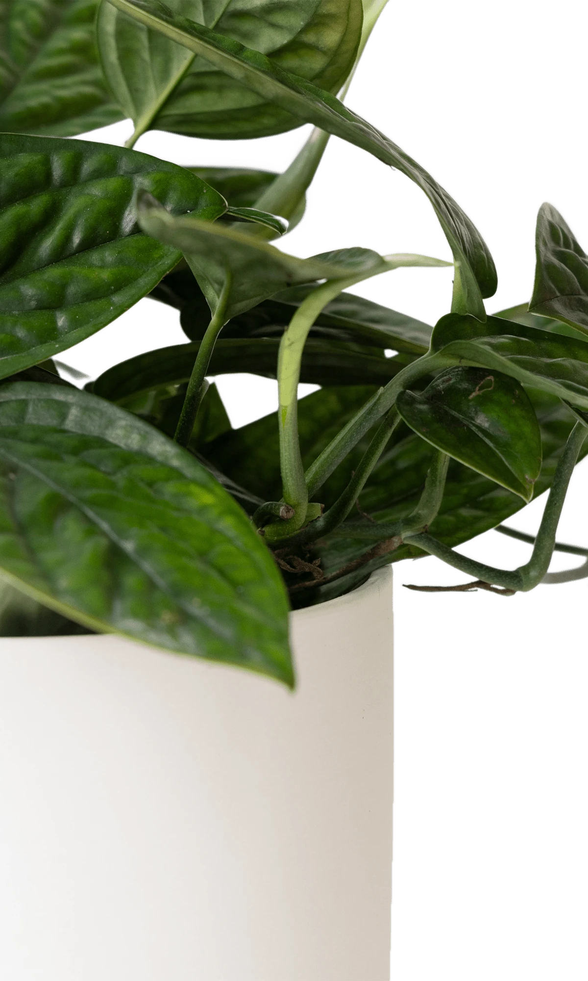 Close-up of the Chive Dojo large white matte porcelain pot showing the color and matte finish, holding a plant.