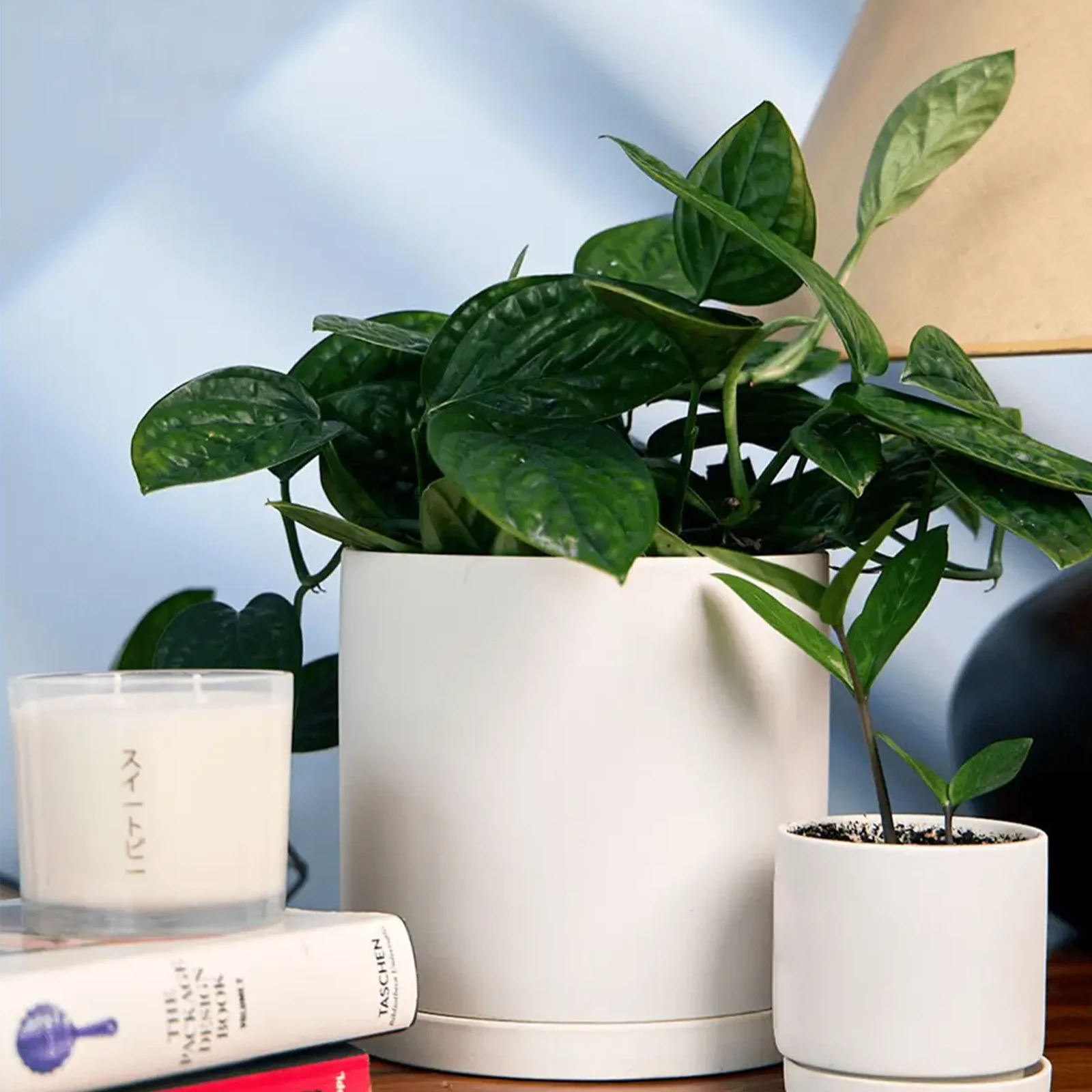 Two Chive Dojo white matte porcelain pots with drainage and detachable saucers in size small and large styled with plants on a wood desk.