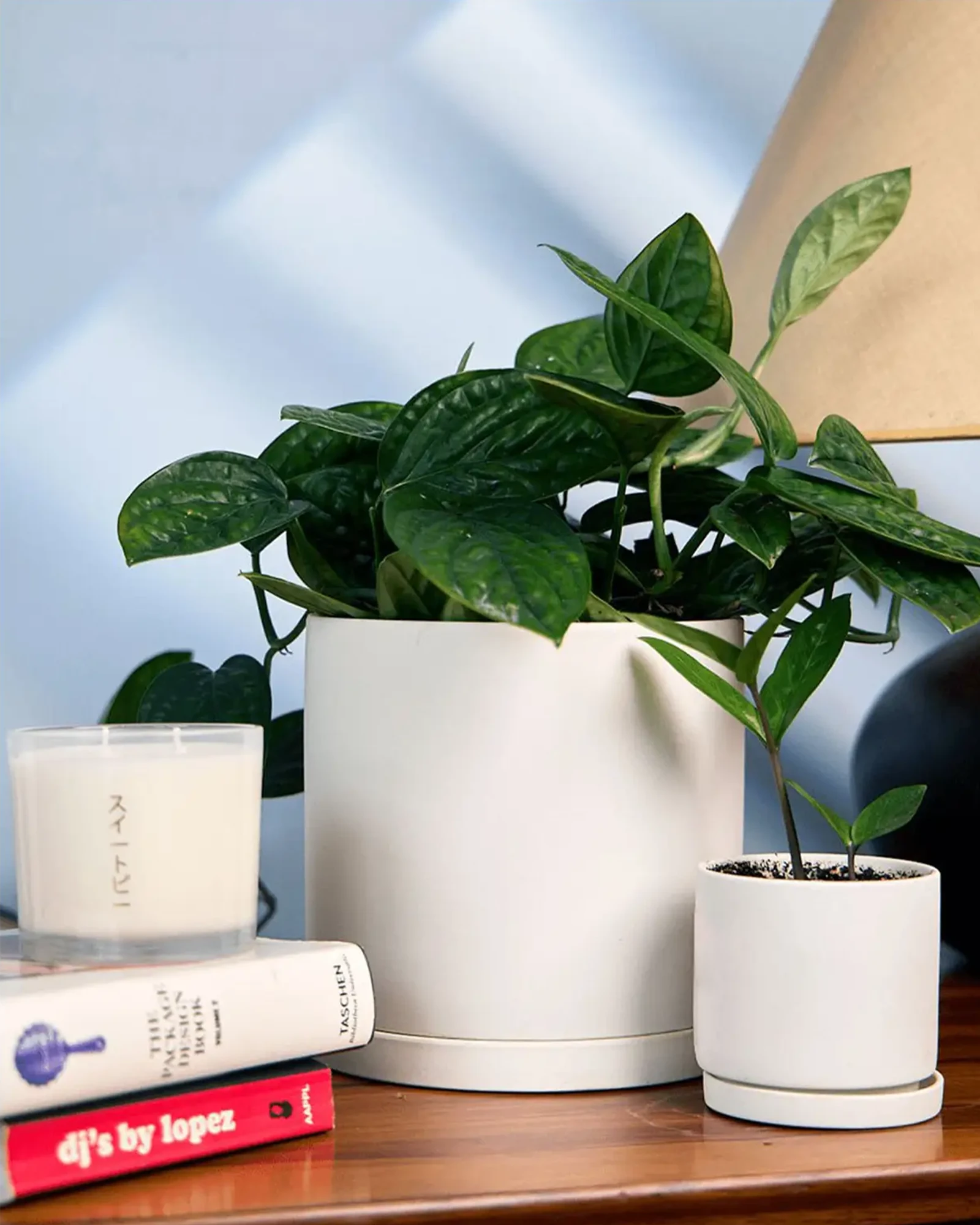 Two Chive Dojo white matte porcelain pots with drainage and detachable saucers in size small and large styled with plants on a wood desk.