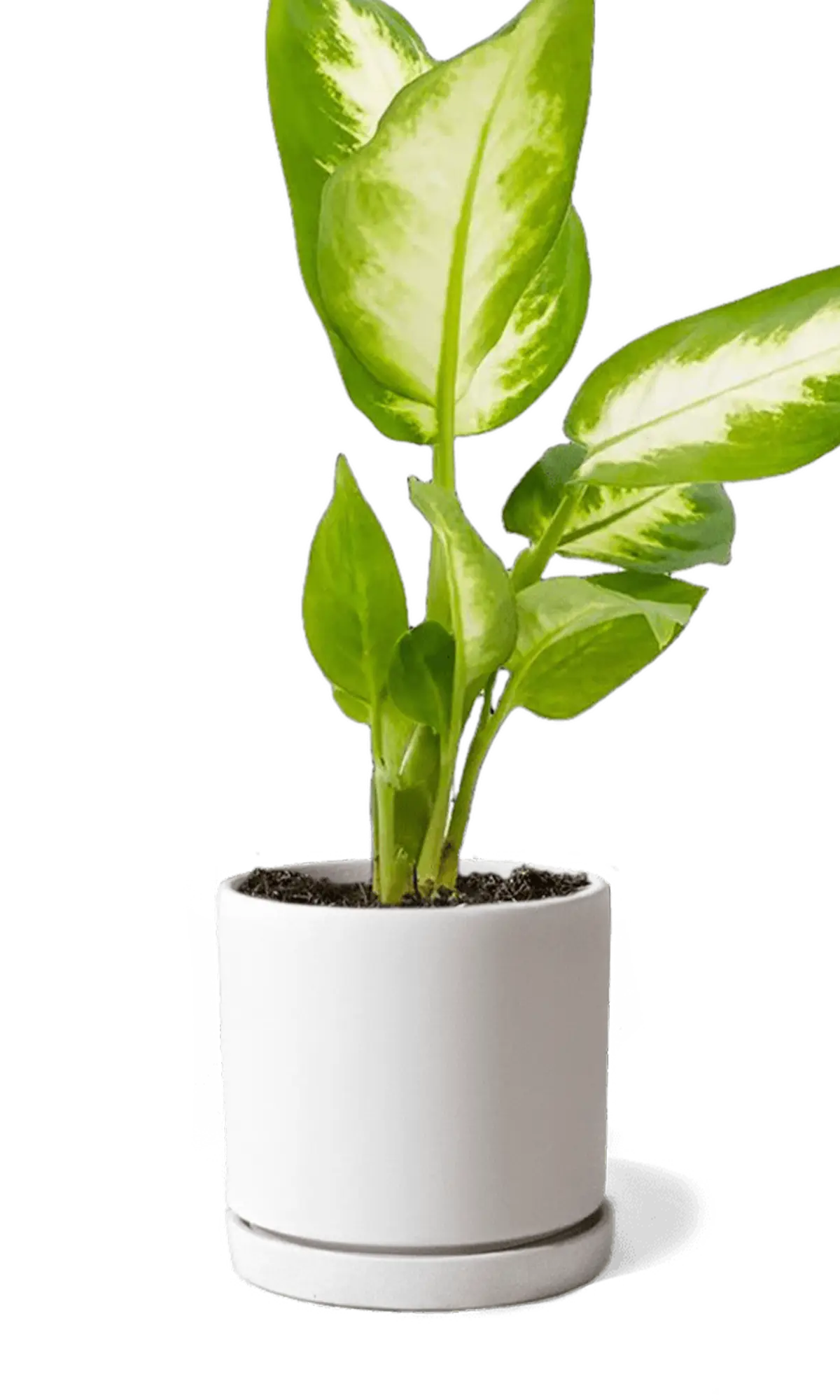 Chive Dojo white matte ceramic small planter with saucer holding a variegated dieffenbachia.
