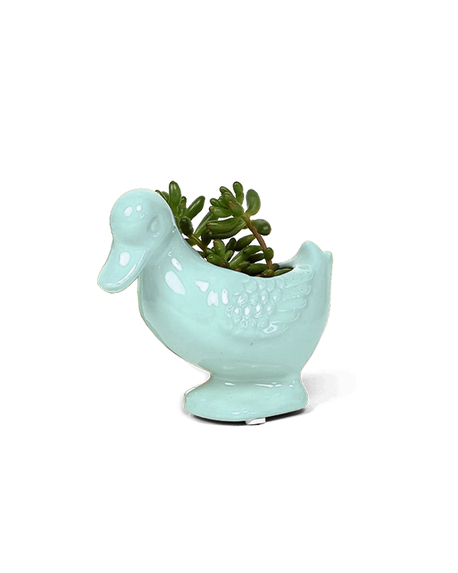 Chive Duck Seafoam color glazed ceramic duck shaped planter styled with a small plant.