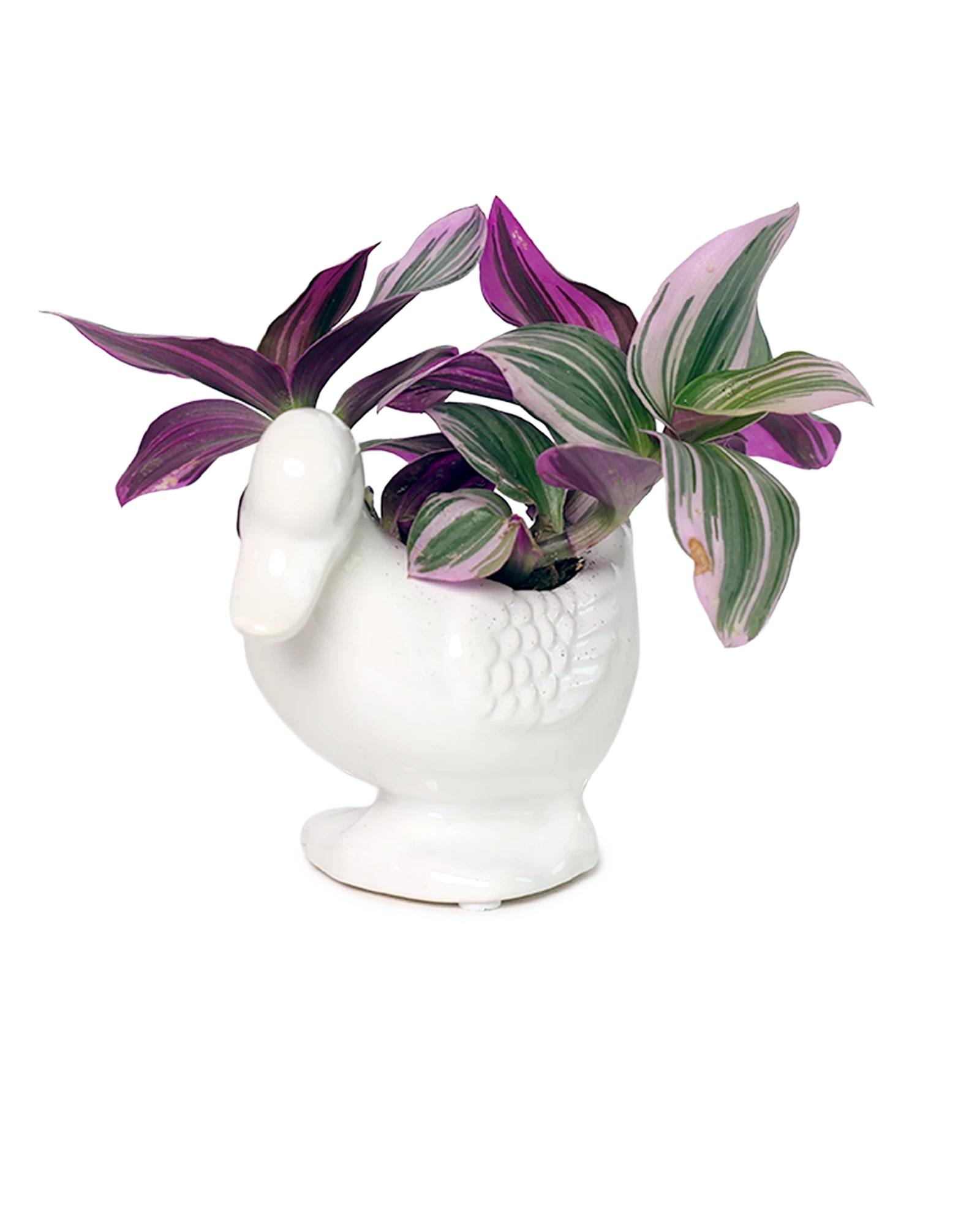 Chive Duck White color glazed ceramic duck shaped planter styled with a plant.