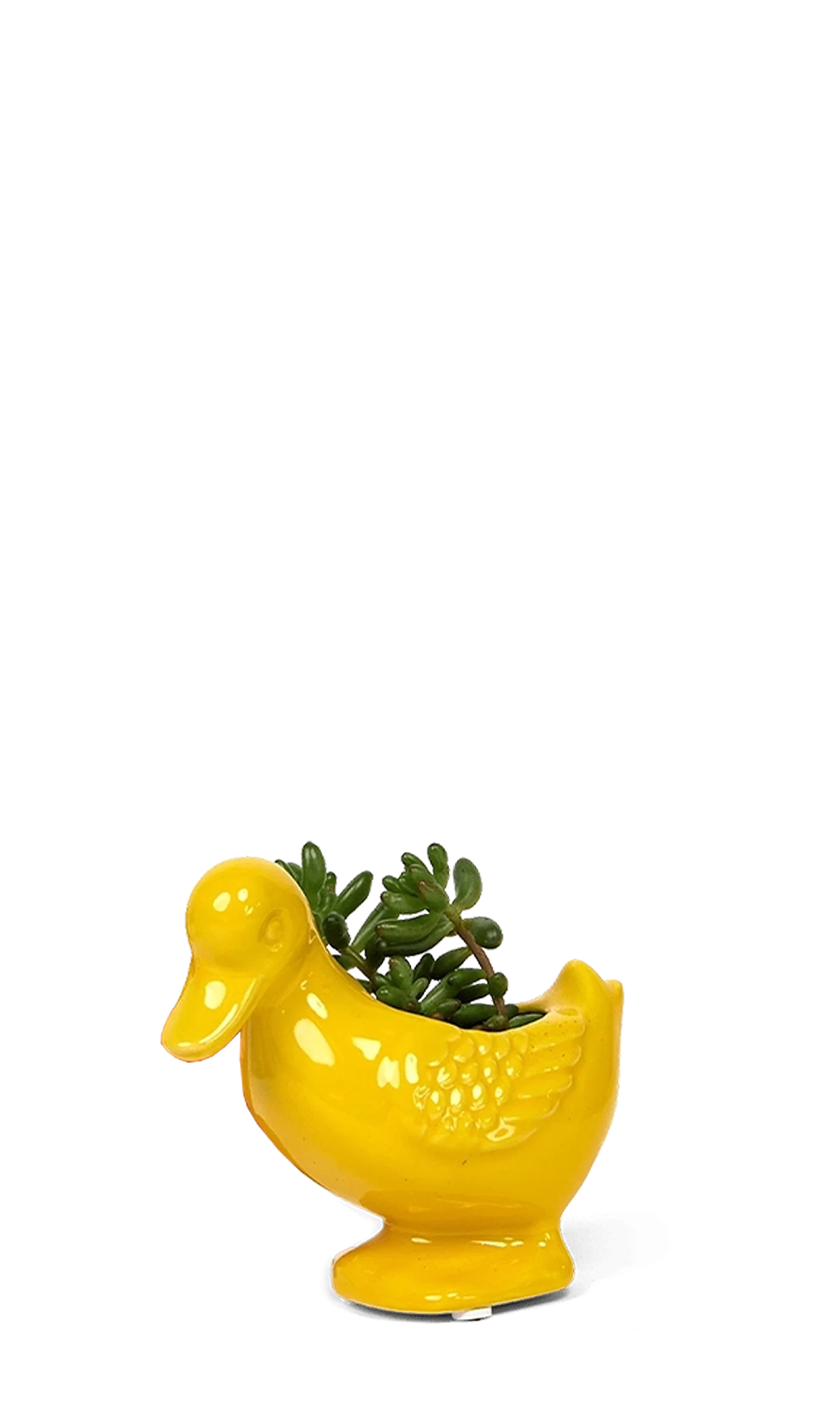 Chive Duck Yellow color glazed ceramic duck shaped planter styled with a small plant.