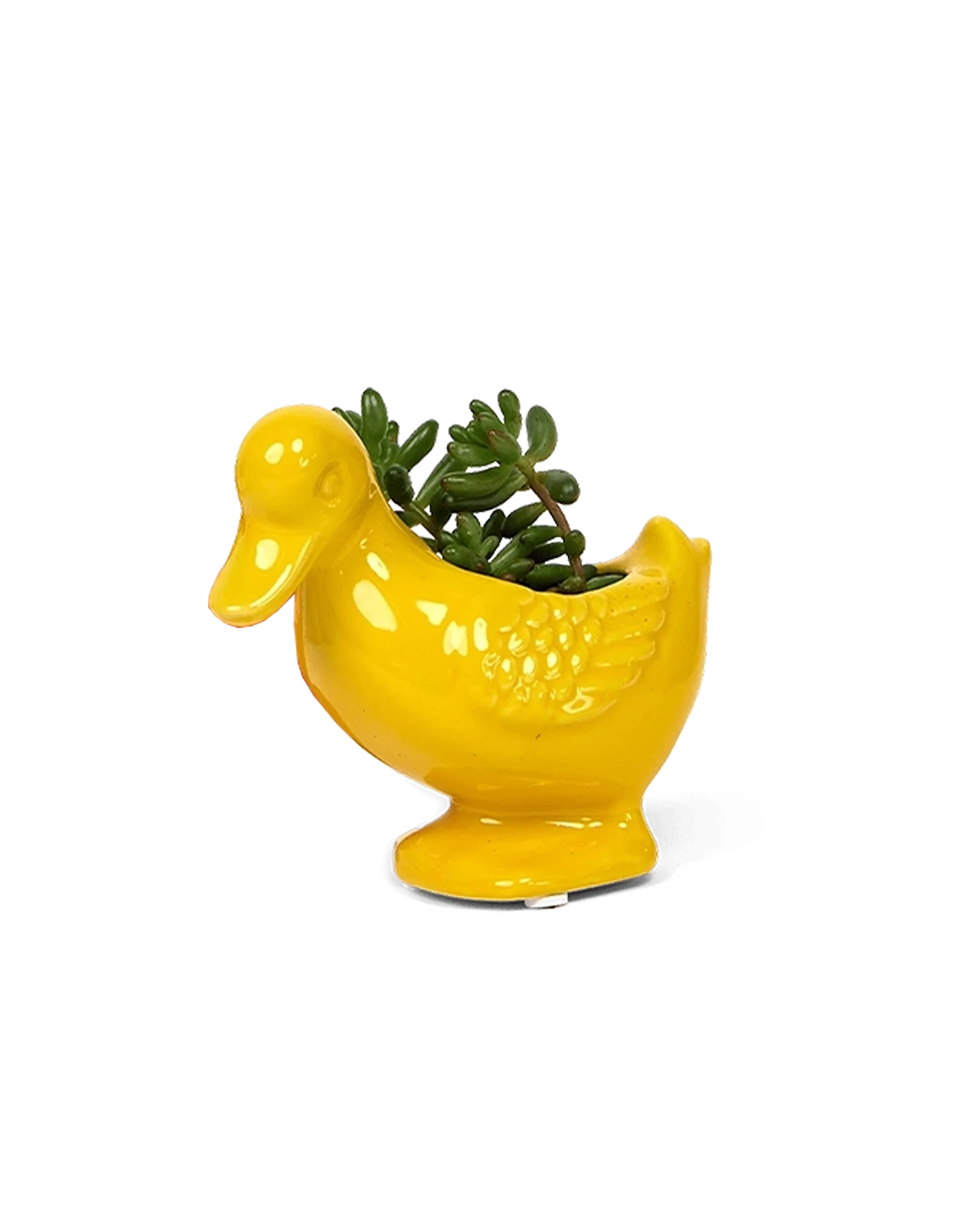 Chive Duck Yellow color glazed ceramic duck shaped planter styled with a small plant.