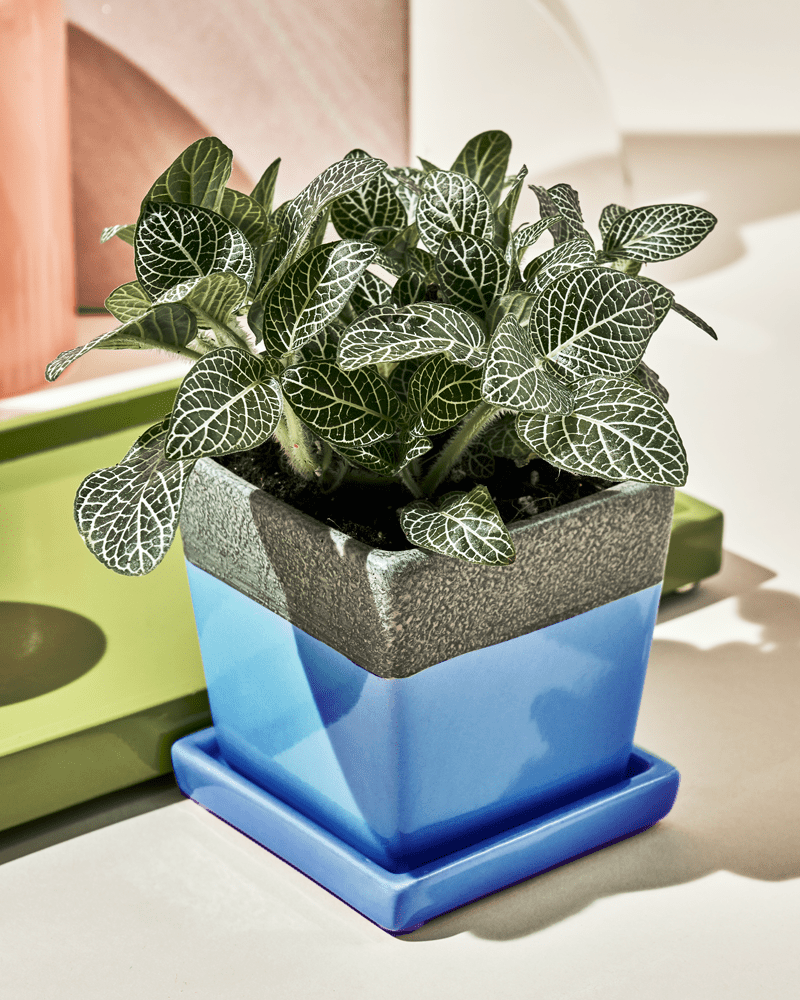 Chive Duo cornflower blue ceramic pot with drainage and saucer styled with a fittonia plant on a table.