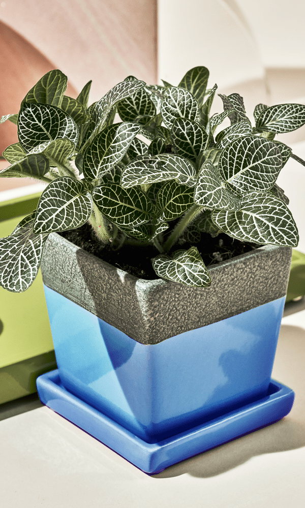 Chive Duo cornflower blue ceramic pot with drainage and saucer styled with a fittonia plant on a table.