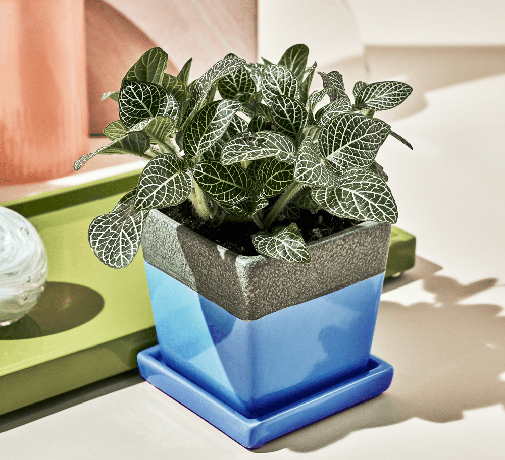 Chive Duo cornflower blue ceramic pot with drainage and saucer styled with a fittonia plant on a table.