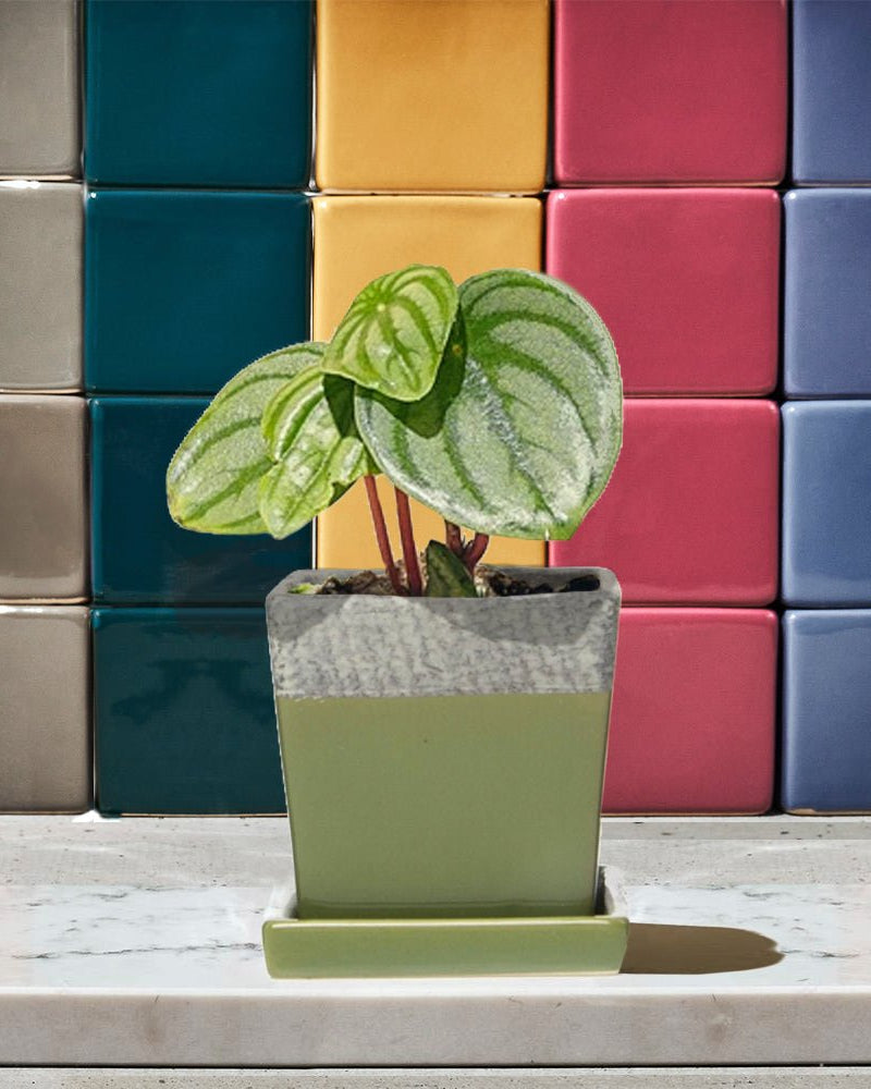 Chive Duo ceramic pot with drainage and saucer in multiple colors.