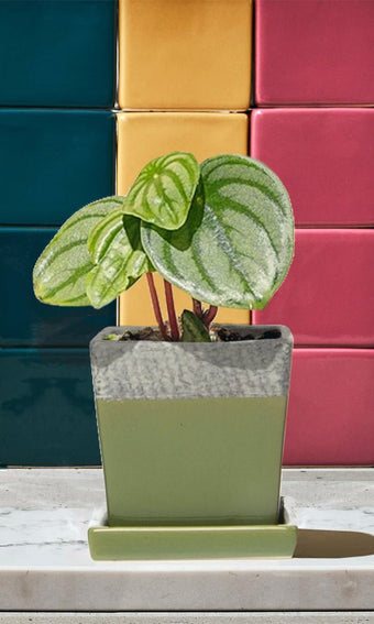 Chive Duo ceramic pot with drainage and saucer in multiple colors.