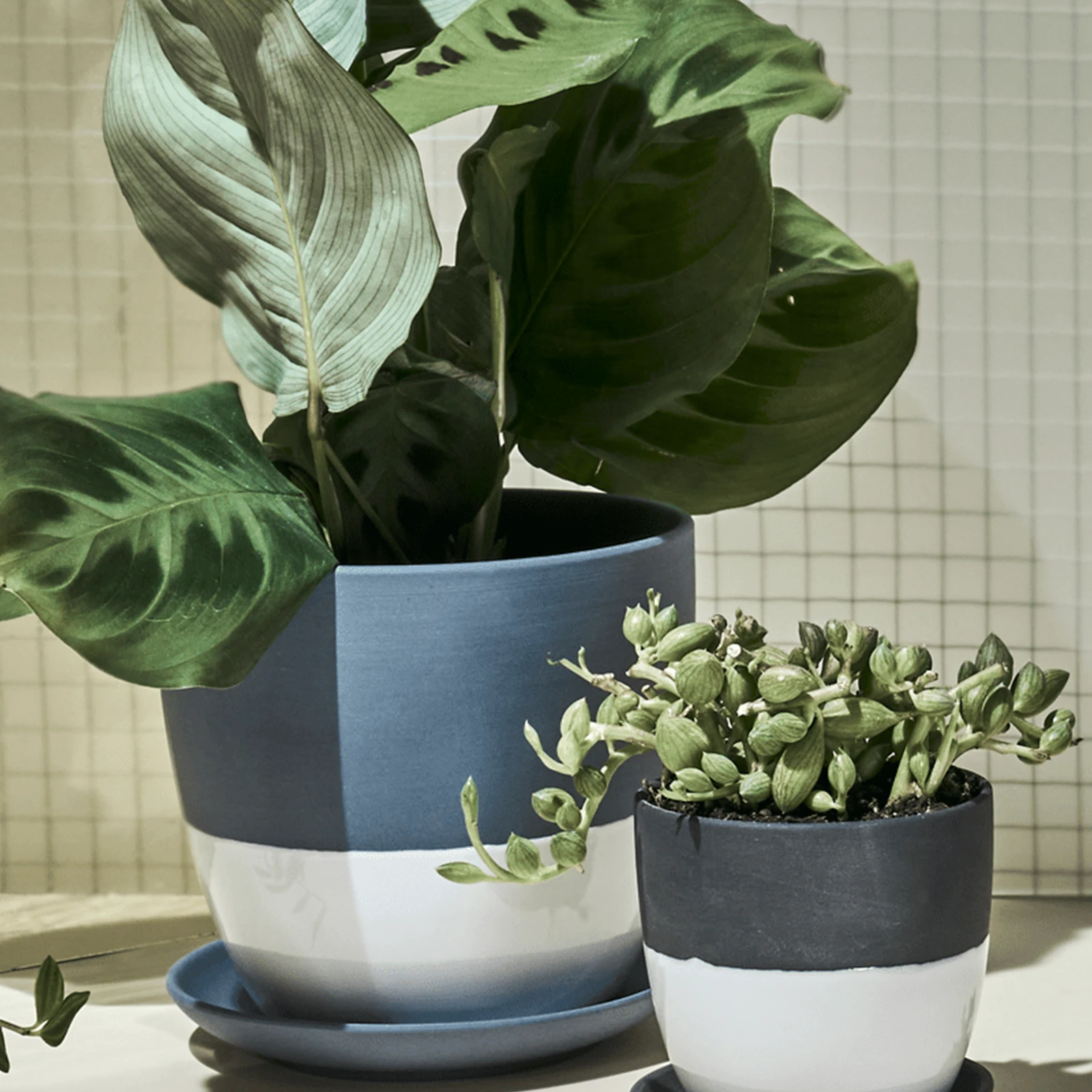 Two Chive Dyad porcelain pots with drainage and detachable saucers in two sizes, styled with plants against a green tiled wall.