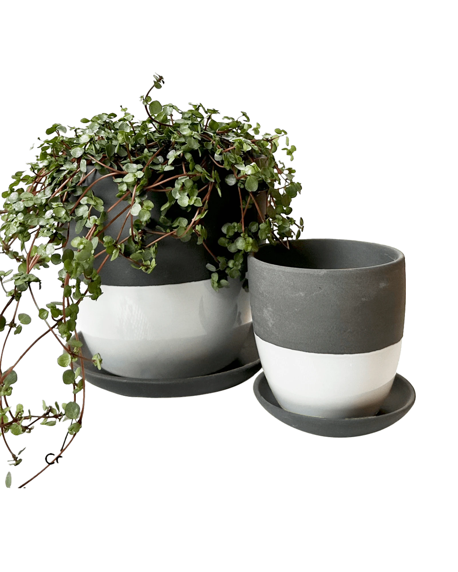 Two Chive Dyad black porcelain pots with drainage and detachable saucers styled with a plant