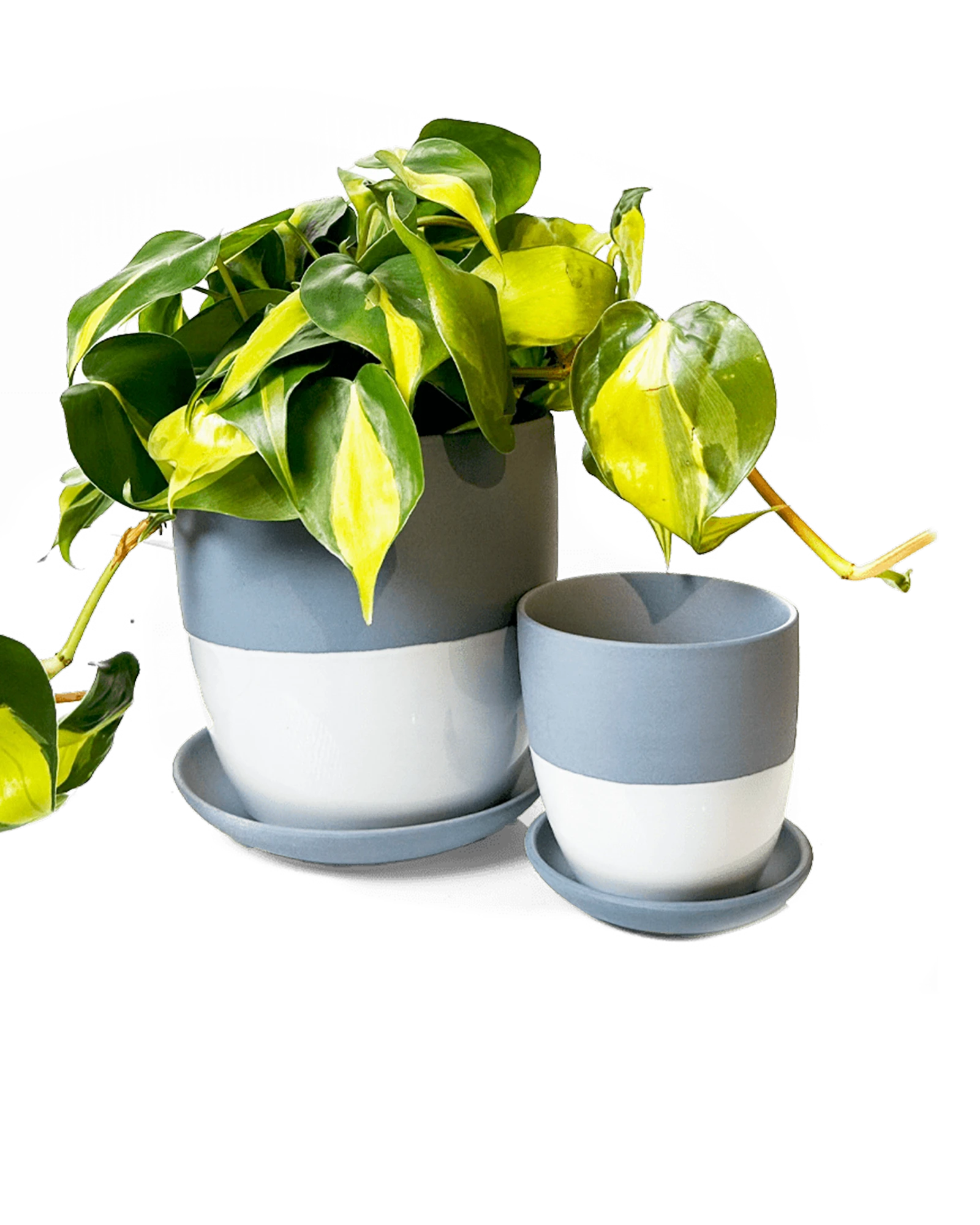 Two Chive Dyad blue grey porcelain pots with drainage and detachable saucers styled with a plant, in two sizes.