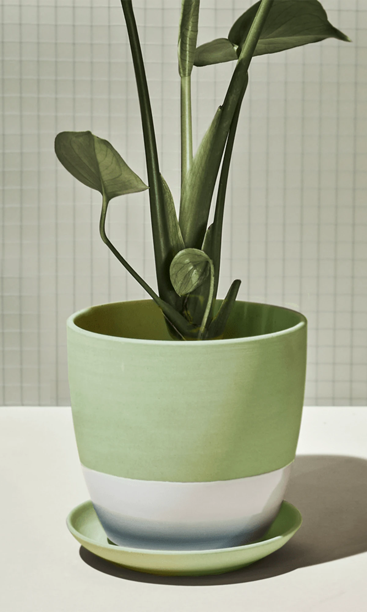 Chive Dyad large olive porcelain pot with drainage and saucer styled with a plant on a white table against a green tiled wall.