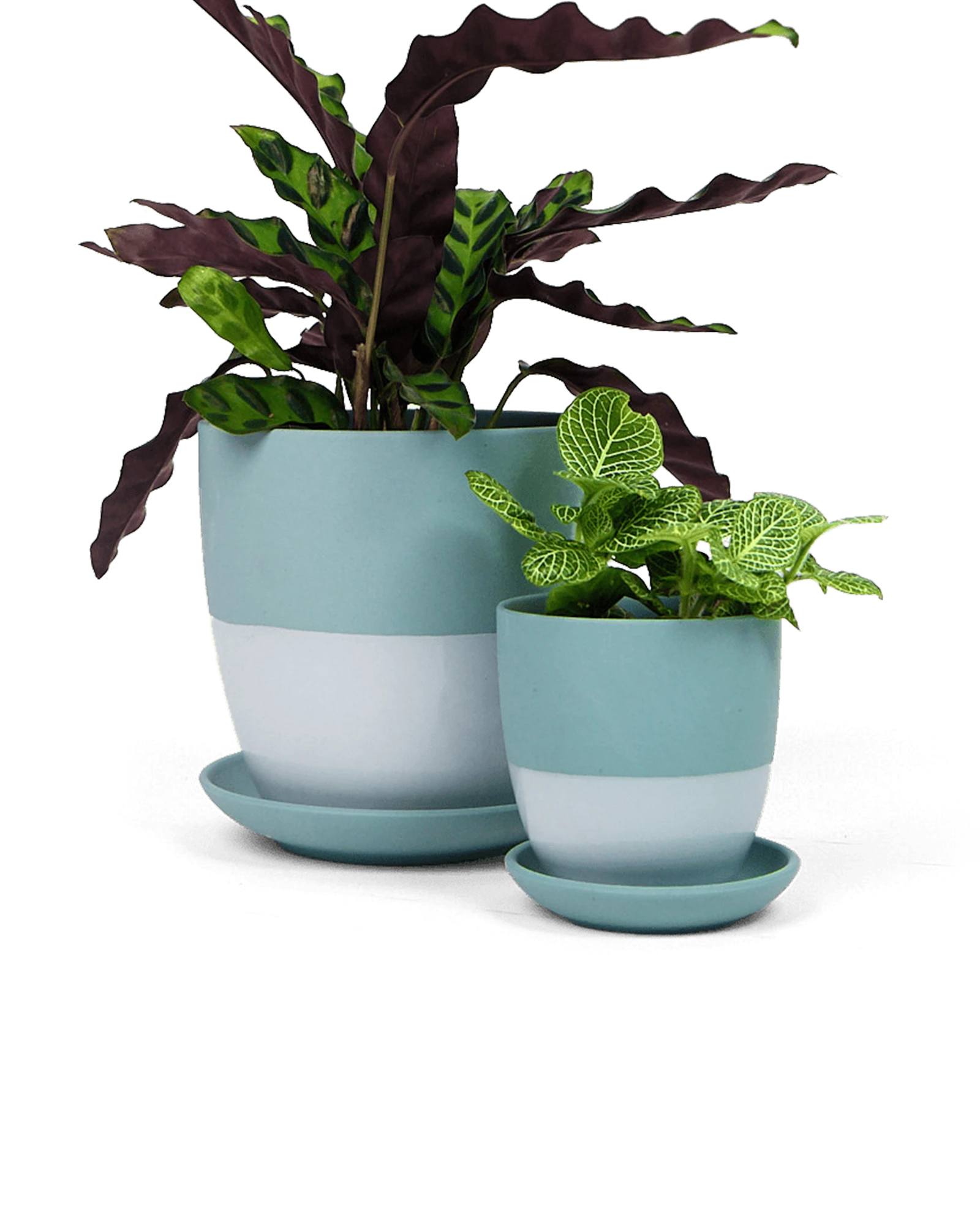 Two Chive Dyad peacock green porcelain pots with drainage and detachable saucers styled with plants in two sizes.