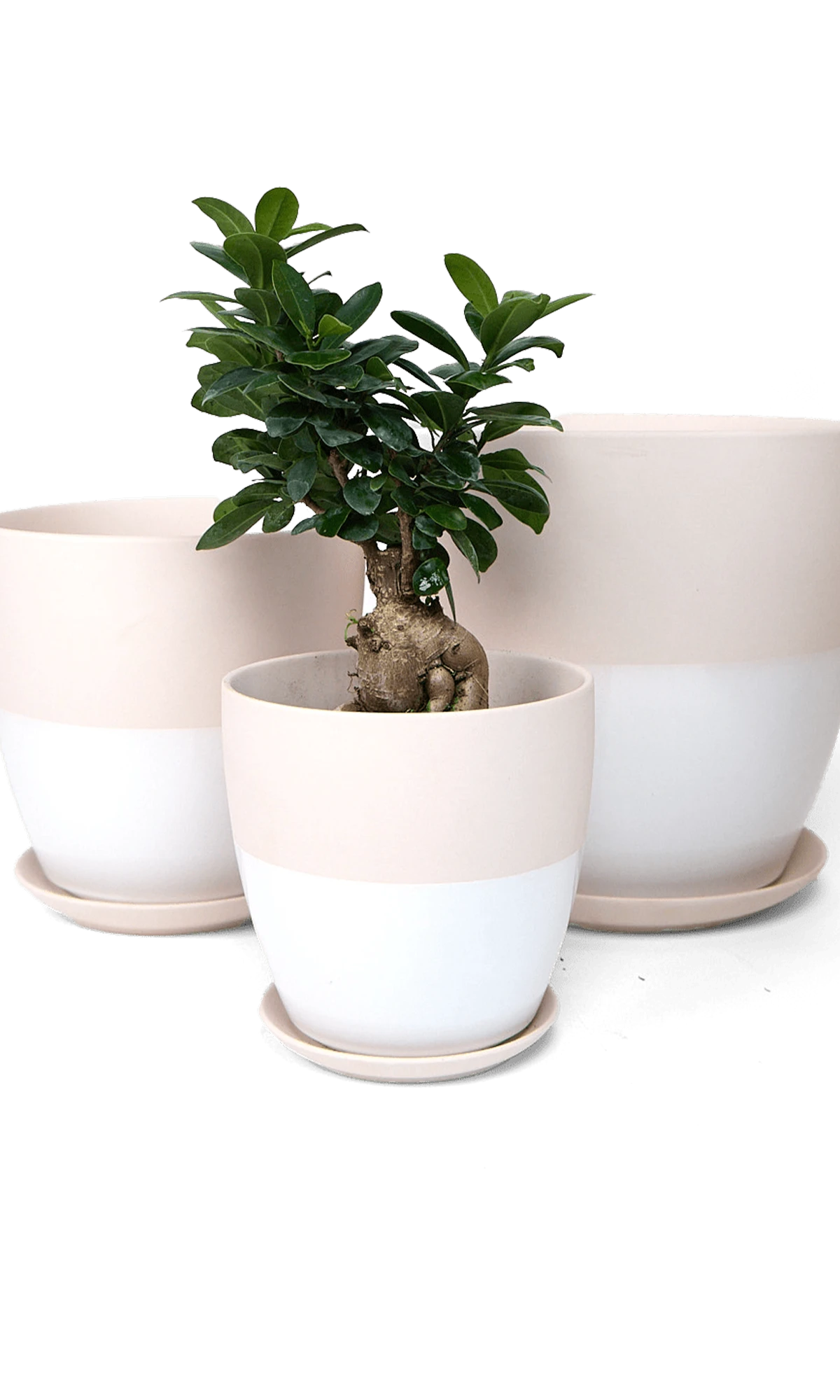 Three Chive Dyad white porcelain pots with drainage and detachable saucers in large, medium, and small, styled with a plant.
