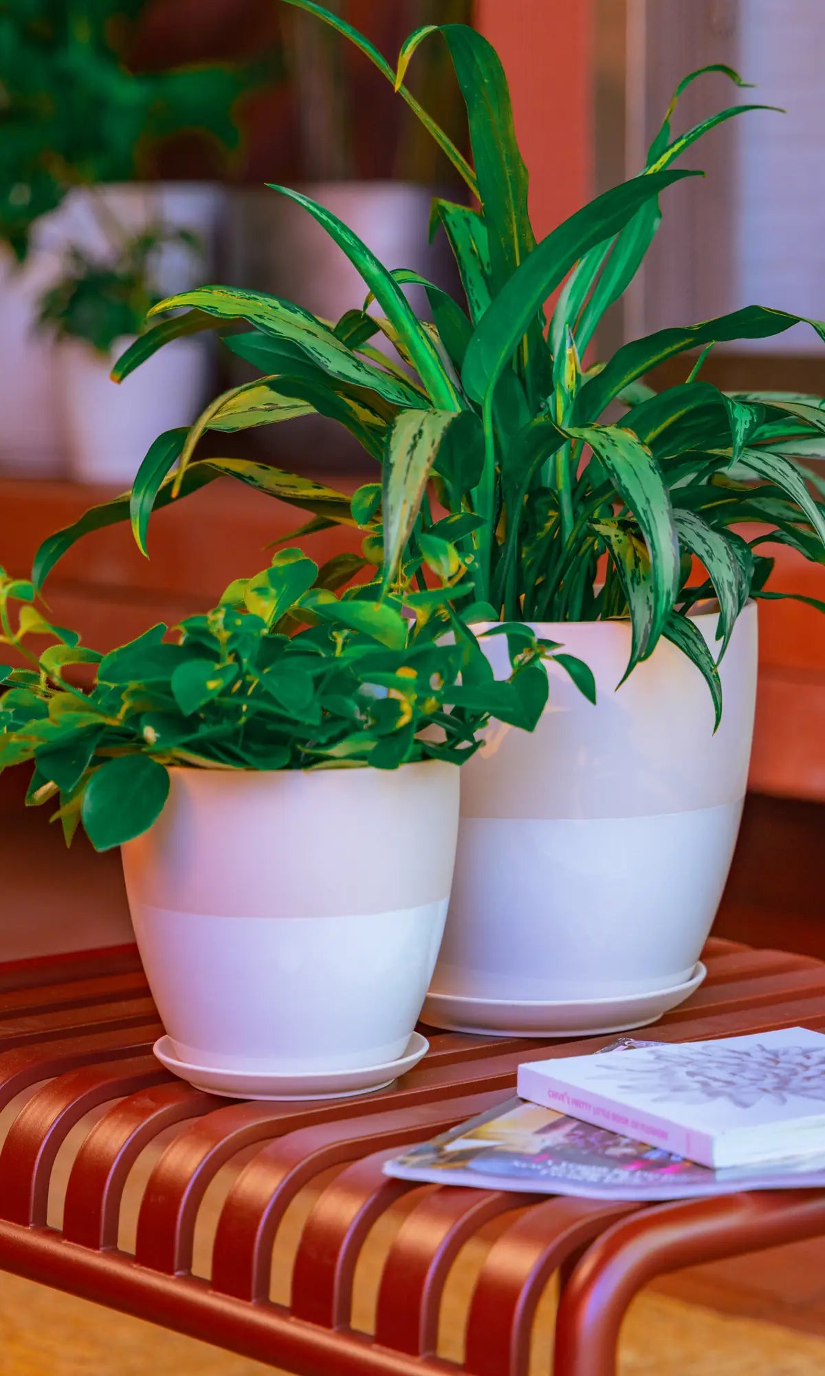 Chive Dyad ceramic planters in pink and white two-tone finish, shown in two sizes styled with a dracaena and peperomia.