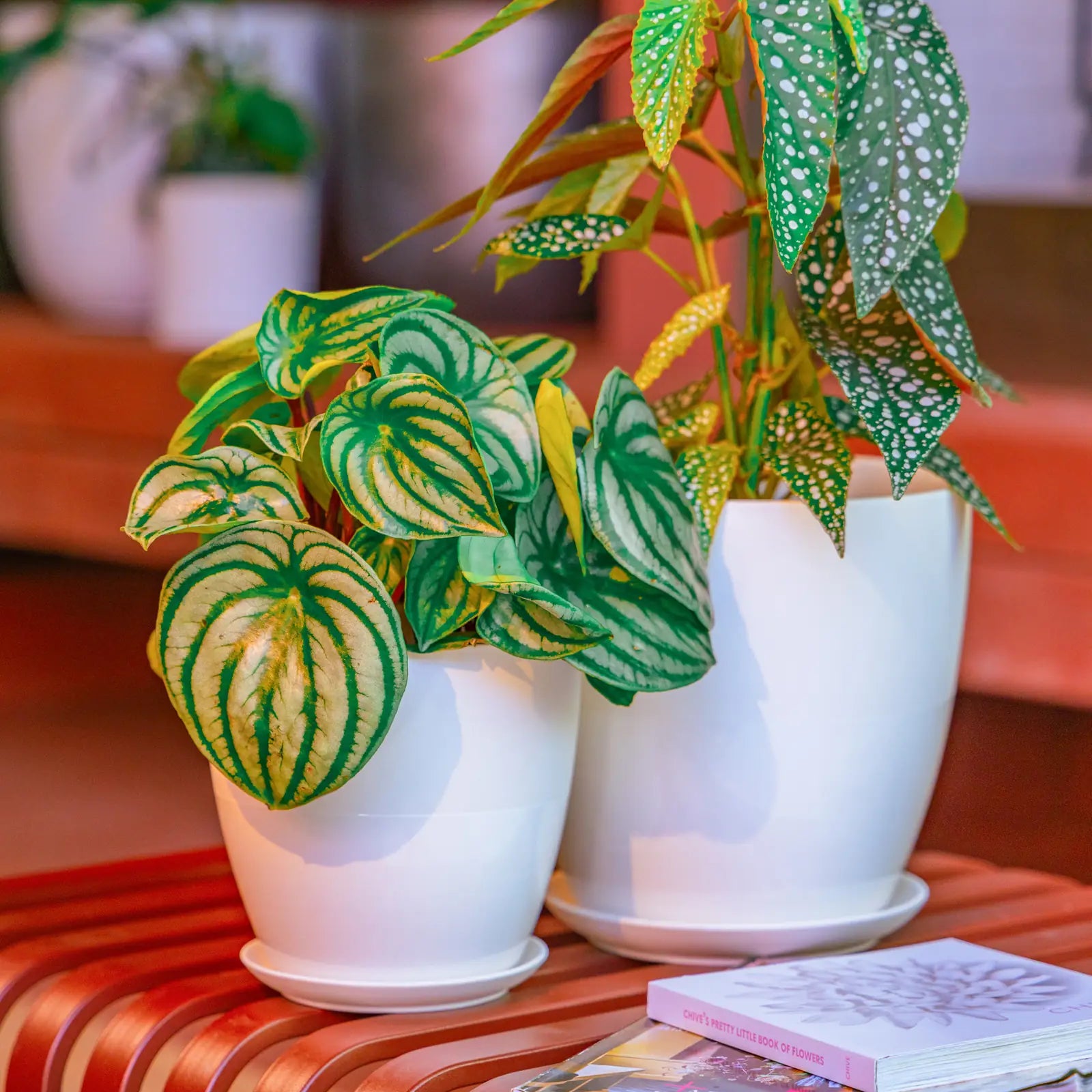Chive Dyad white ceramic planters in two sizes, styled with a watermelon peperomia and polka dot begonia on a striped ottoman.