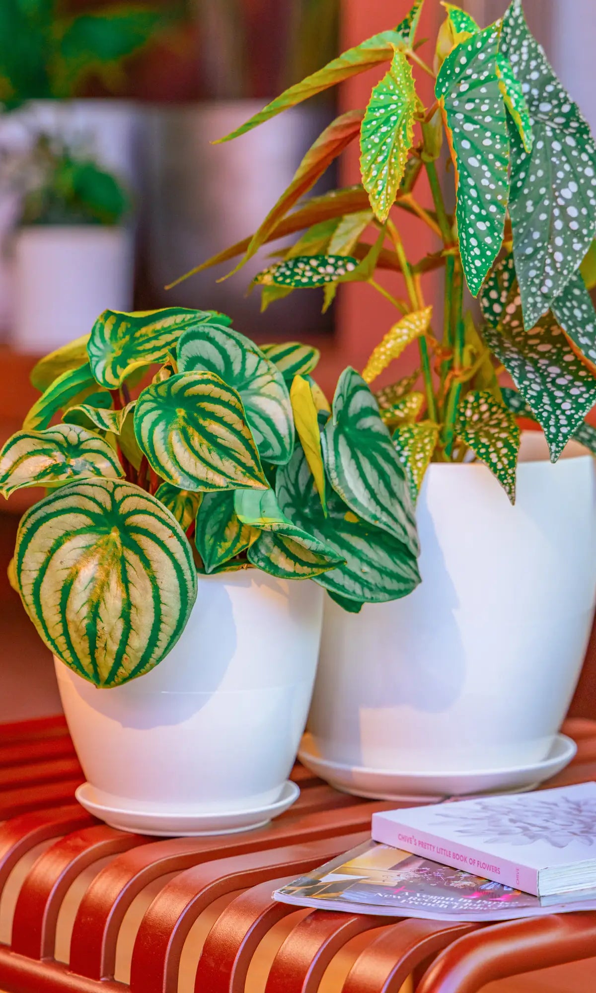 Chive Dyad white ceramic planters in two sizes, styled with a watermelon peperomia and polka dot begonia on a striped ottoman.
