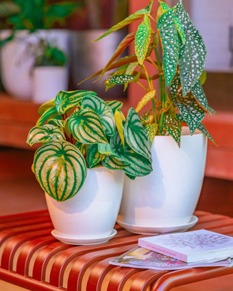 Chive Dyad white ceramic planters in two sizes, styled with a watermelon peperomia and polka dot begonia.