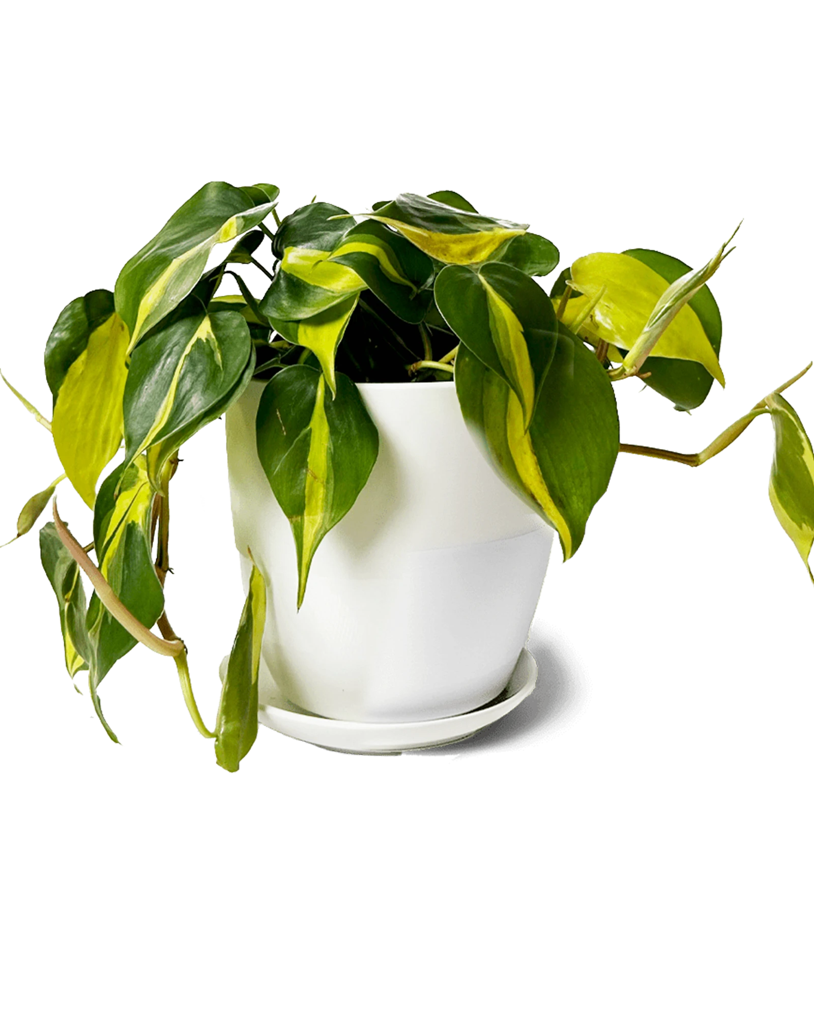 Chive Dyad small white porcelain pot with drainage and saucer styled with a plant.