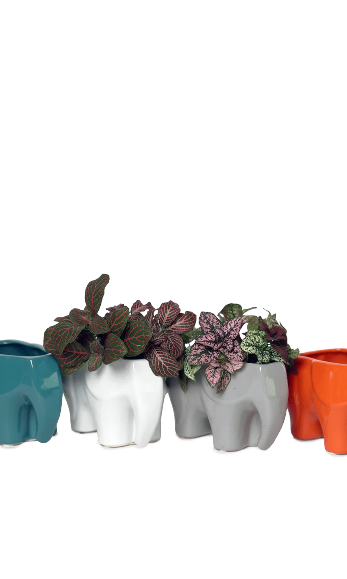 Four Chive Elephant glazed ceramic elephant shaped planters in four colors styled with plants.
